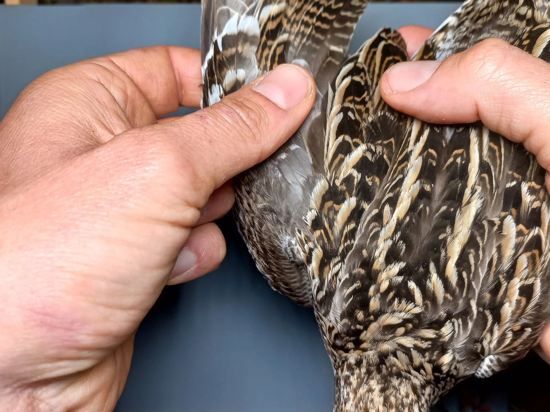 Vogelafbeelding