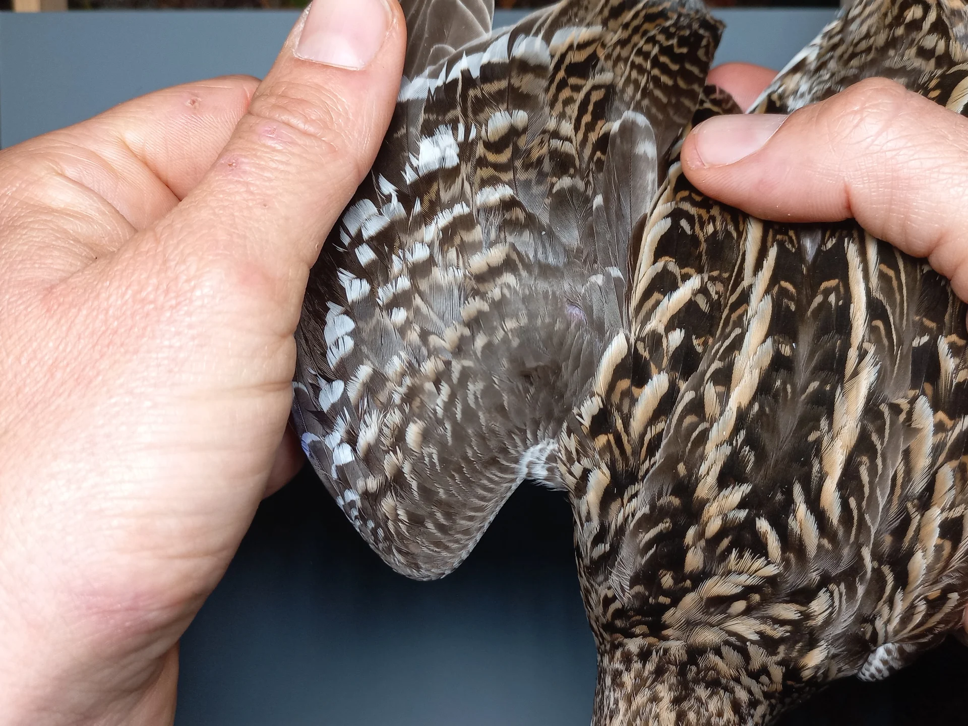 Vogelafbeelding