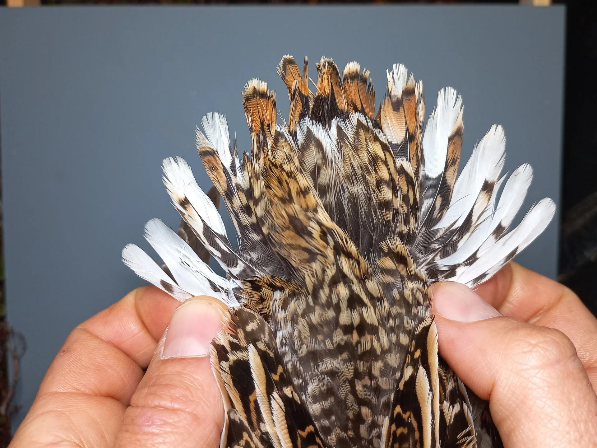 Vogelafbeelding