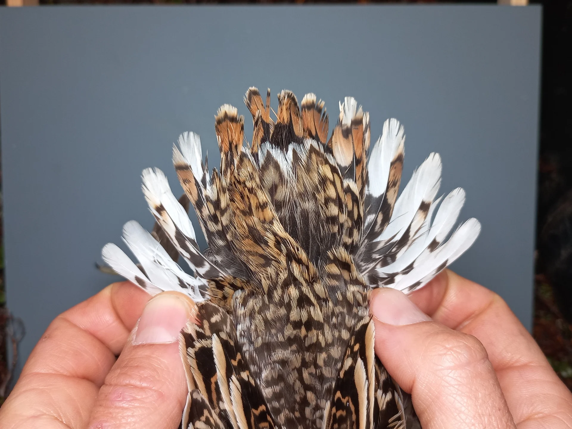 Vogelafbeelding