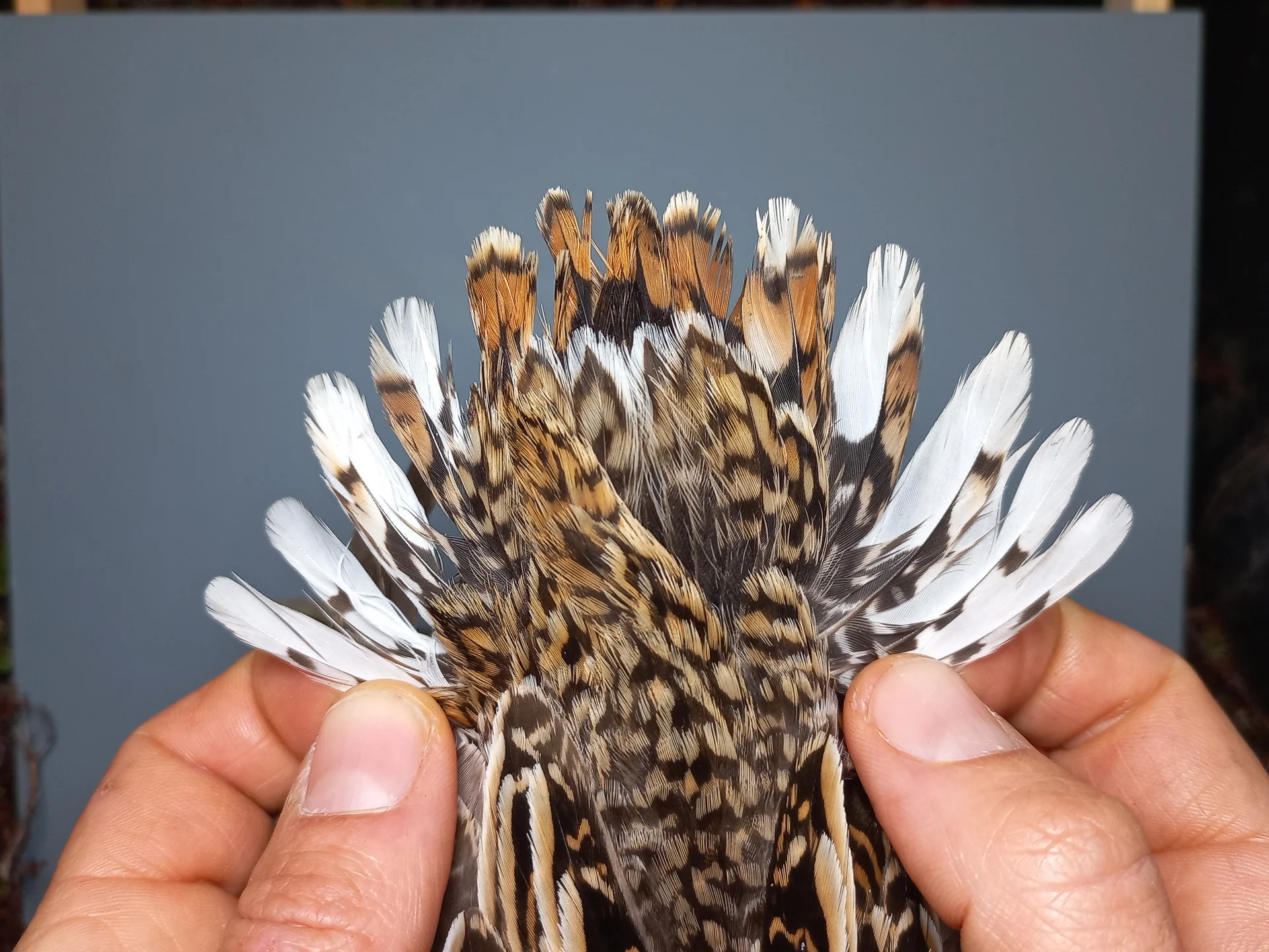 Vogelafbeelding