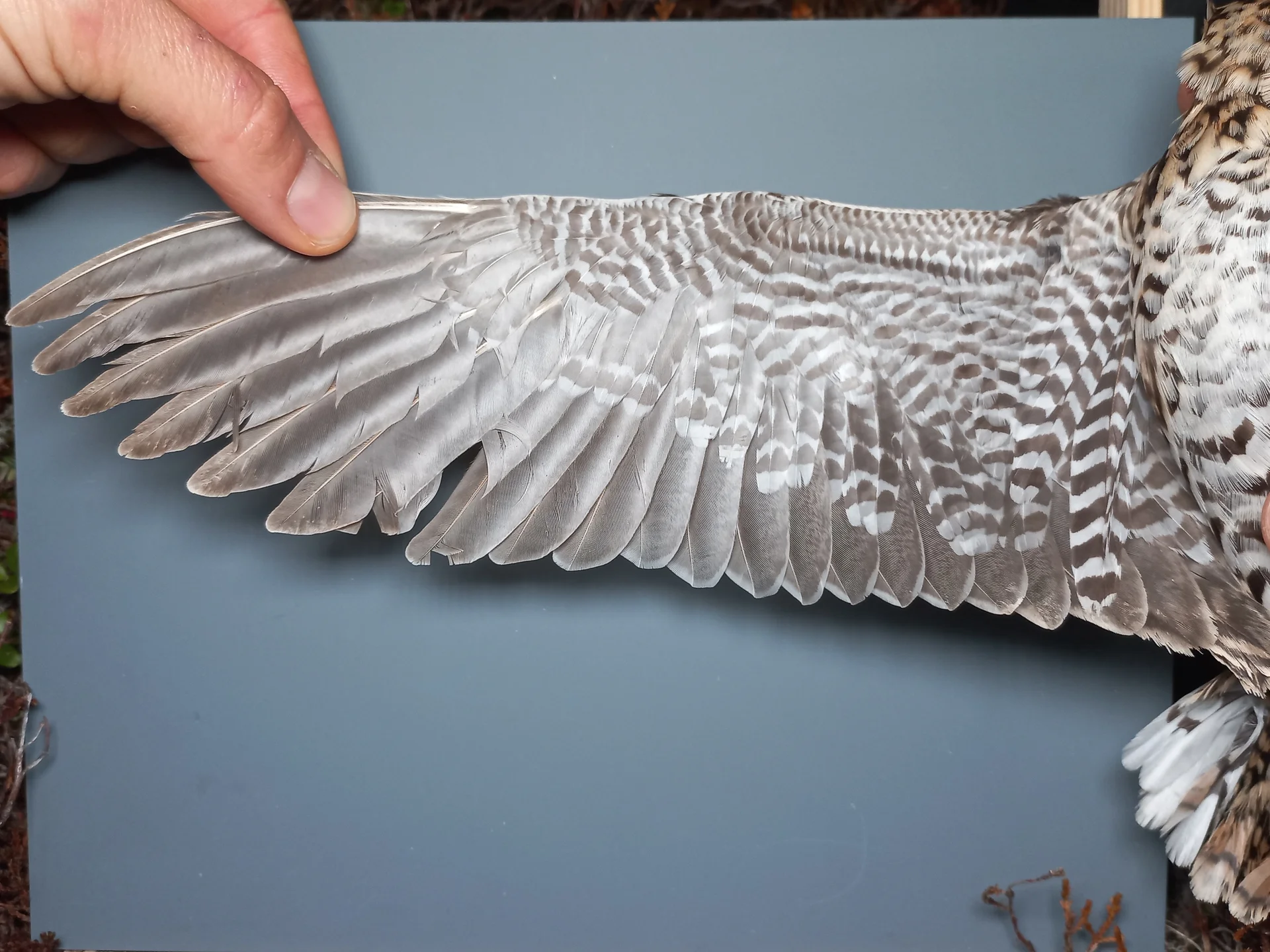 Vogelafbeelding