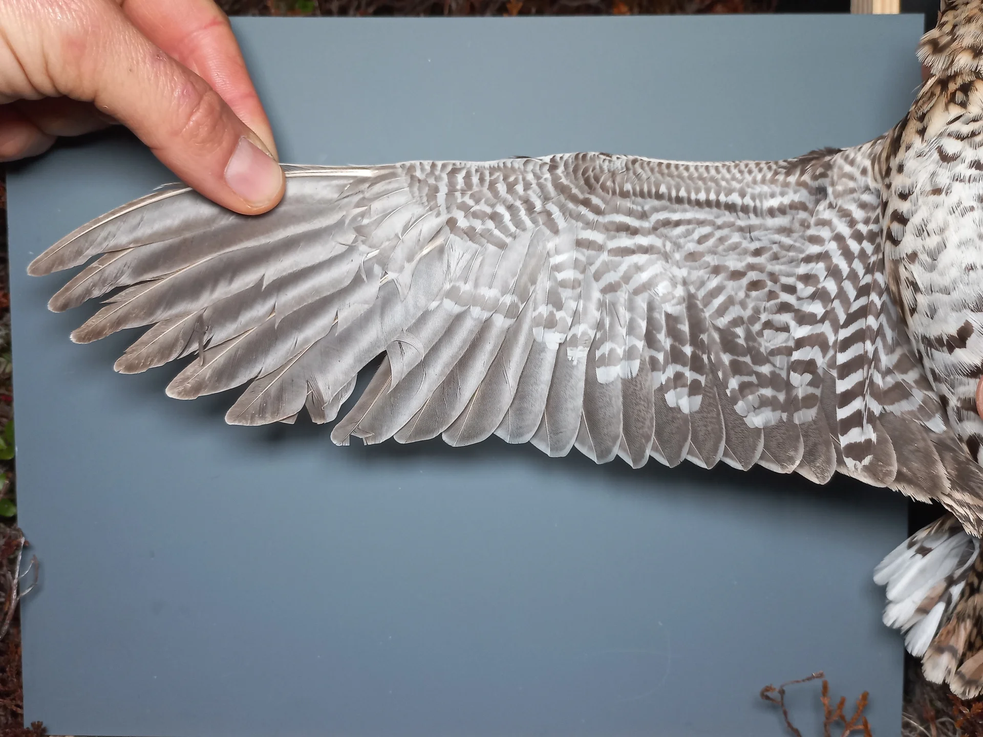 Vogelafbeelding