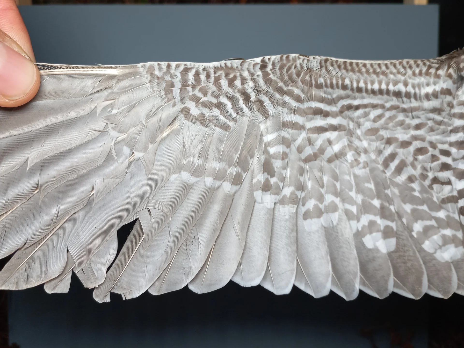 Vogelafbeelding