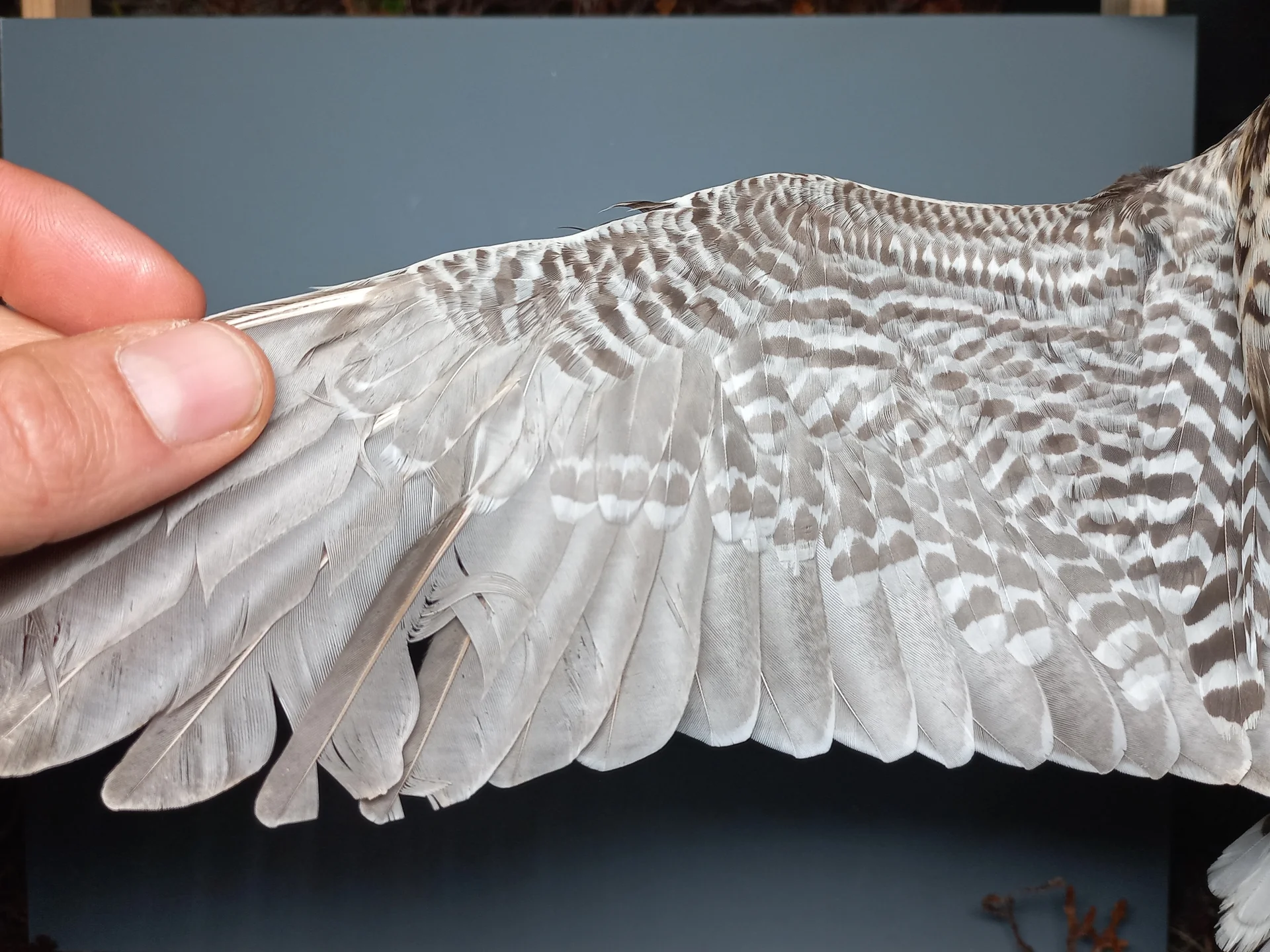 Vogelafbeelding