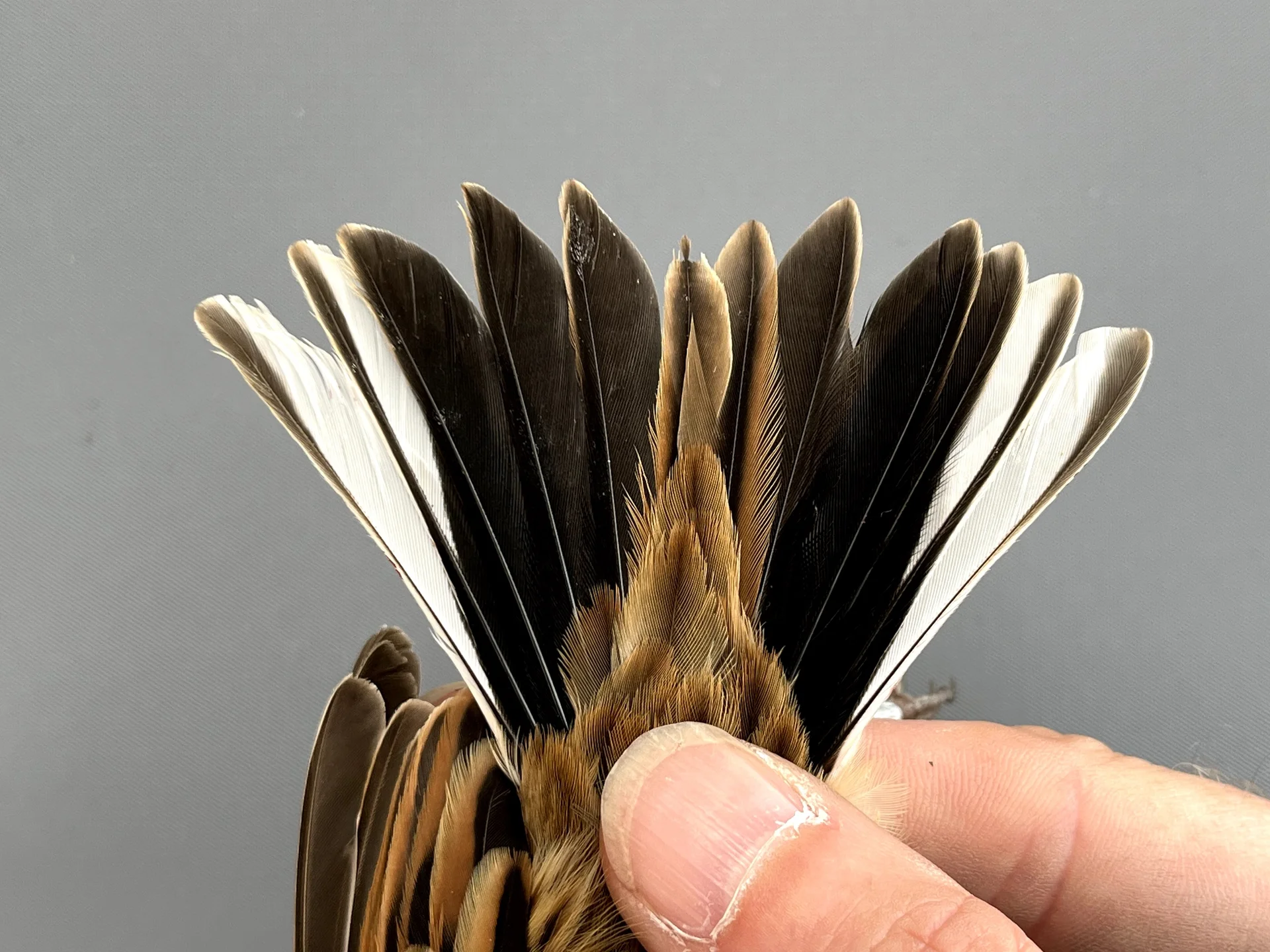 Rietgors - Emberiza schoeniclus