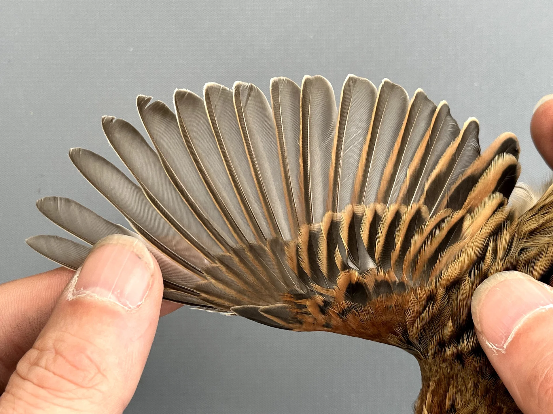 Vogelafbeelding