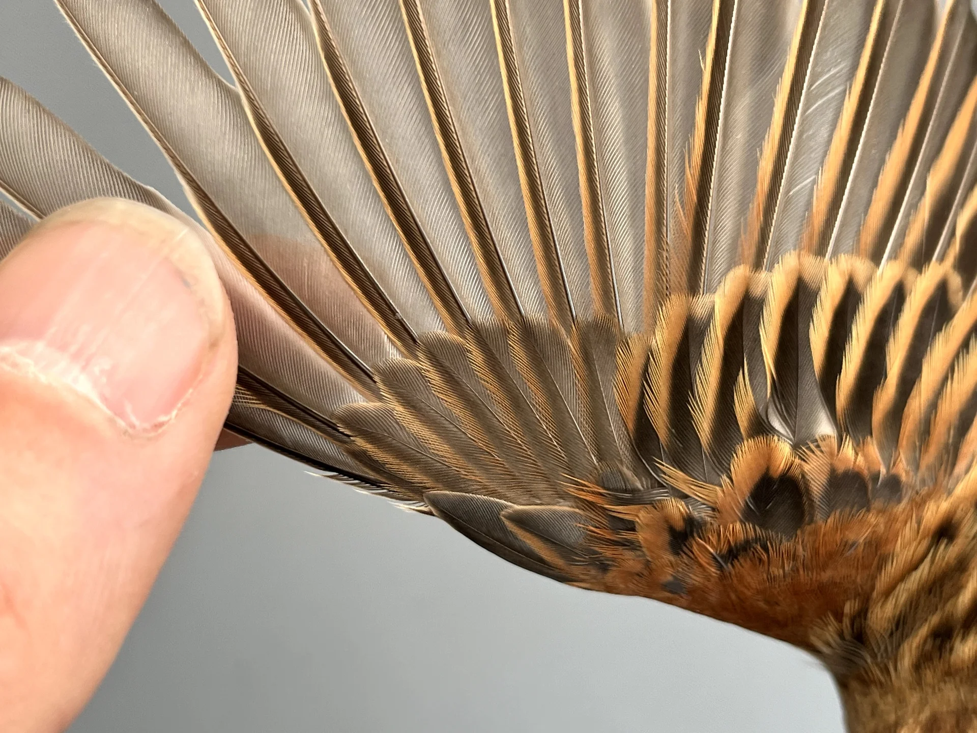 Vogelafbeelding