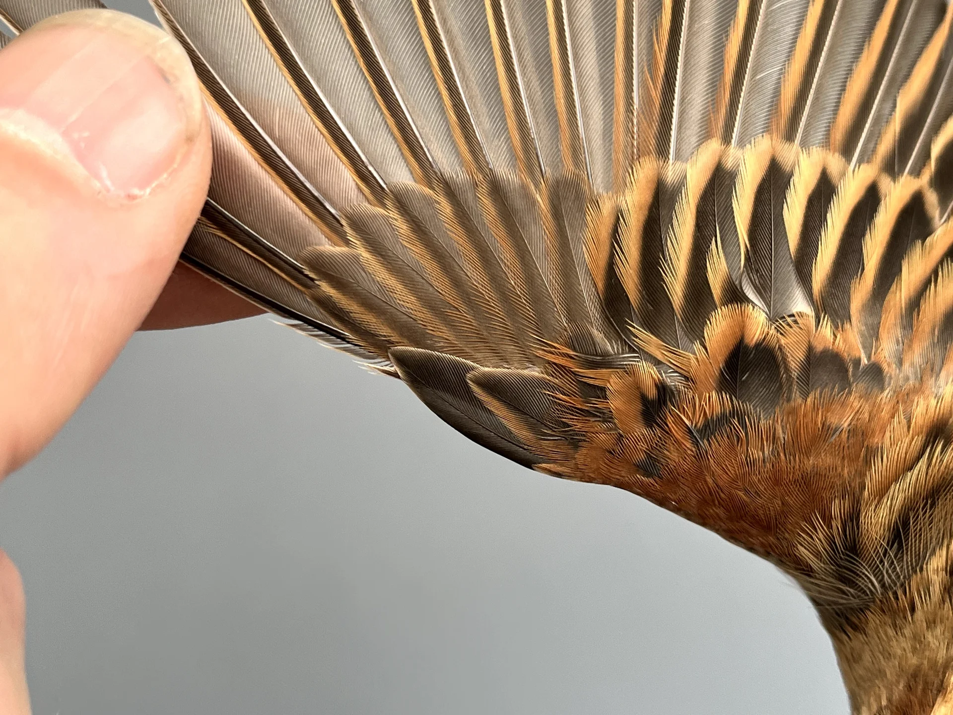 Vogelafbeelding