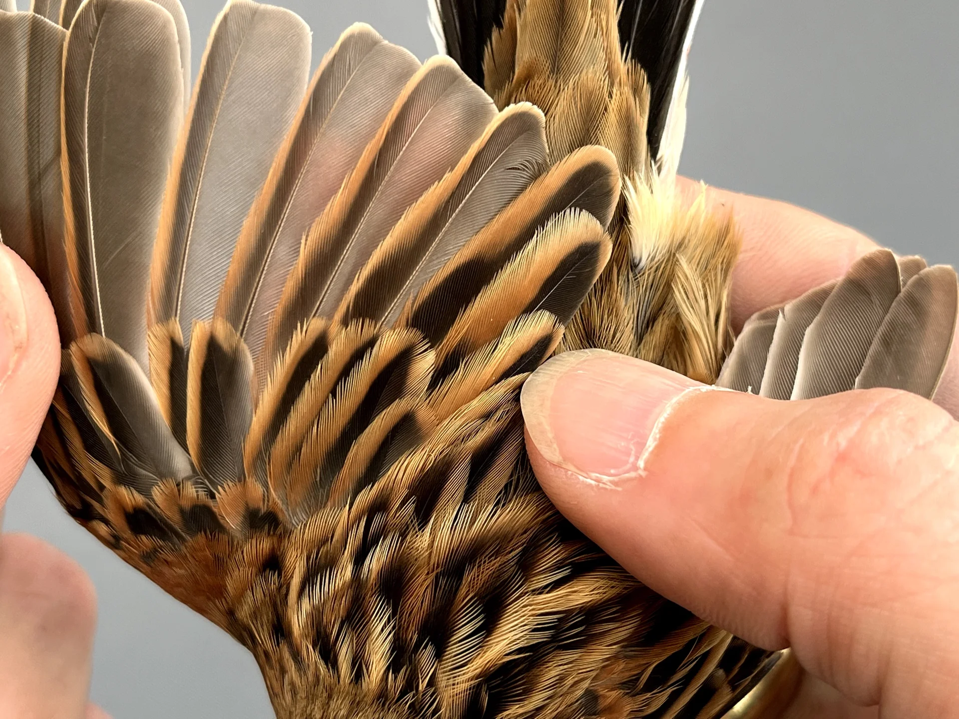 Vogelafbeelding