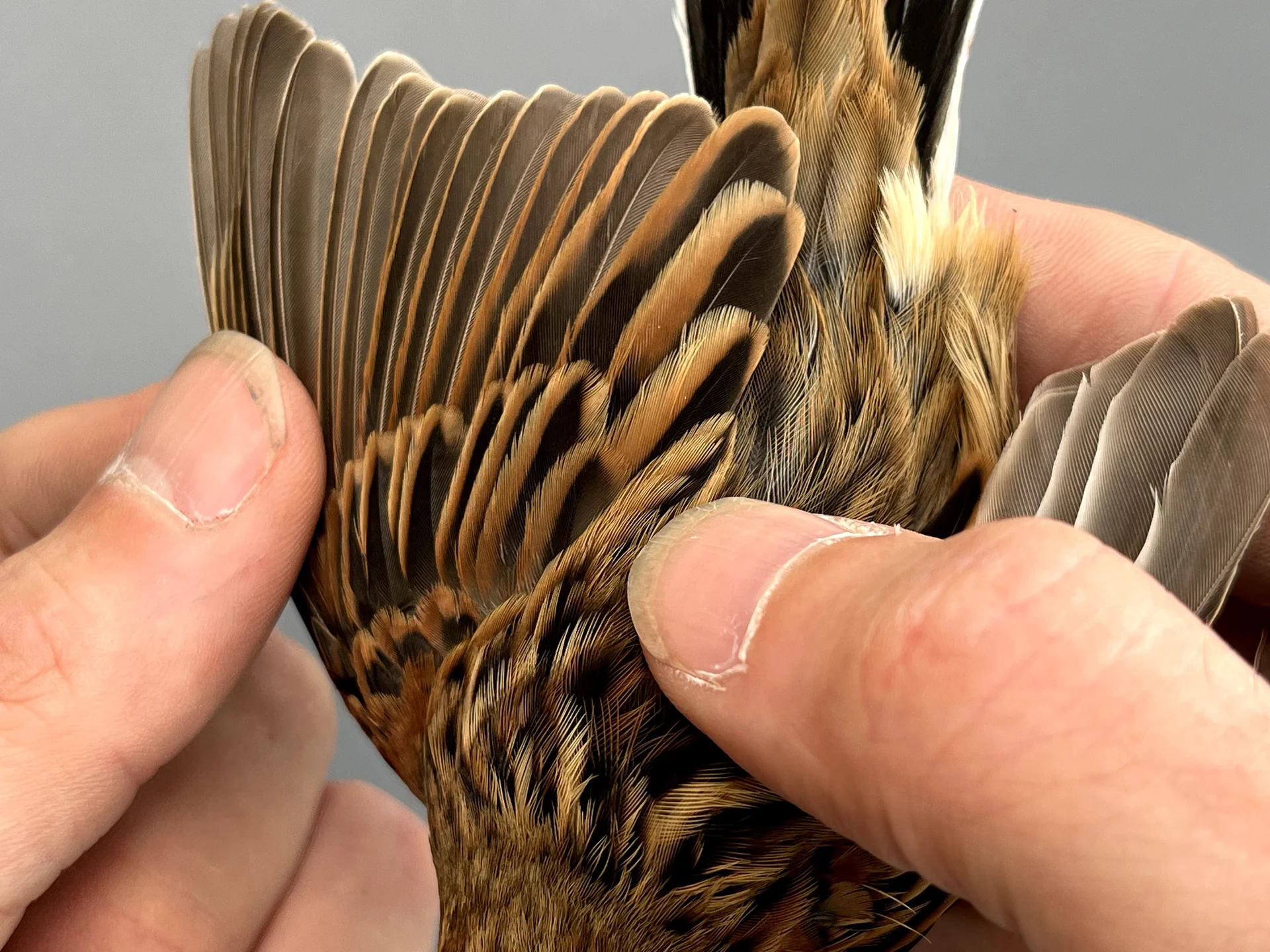 Vogelafbeelding