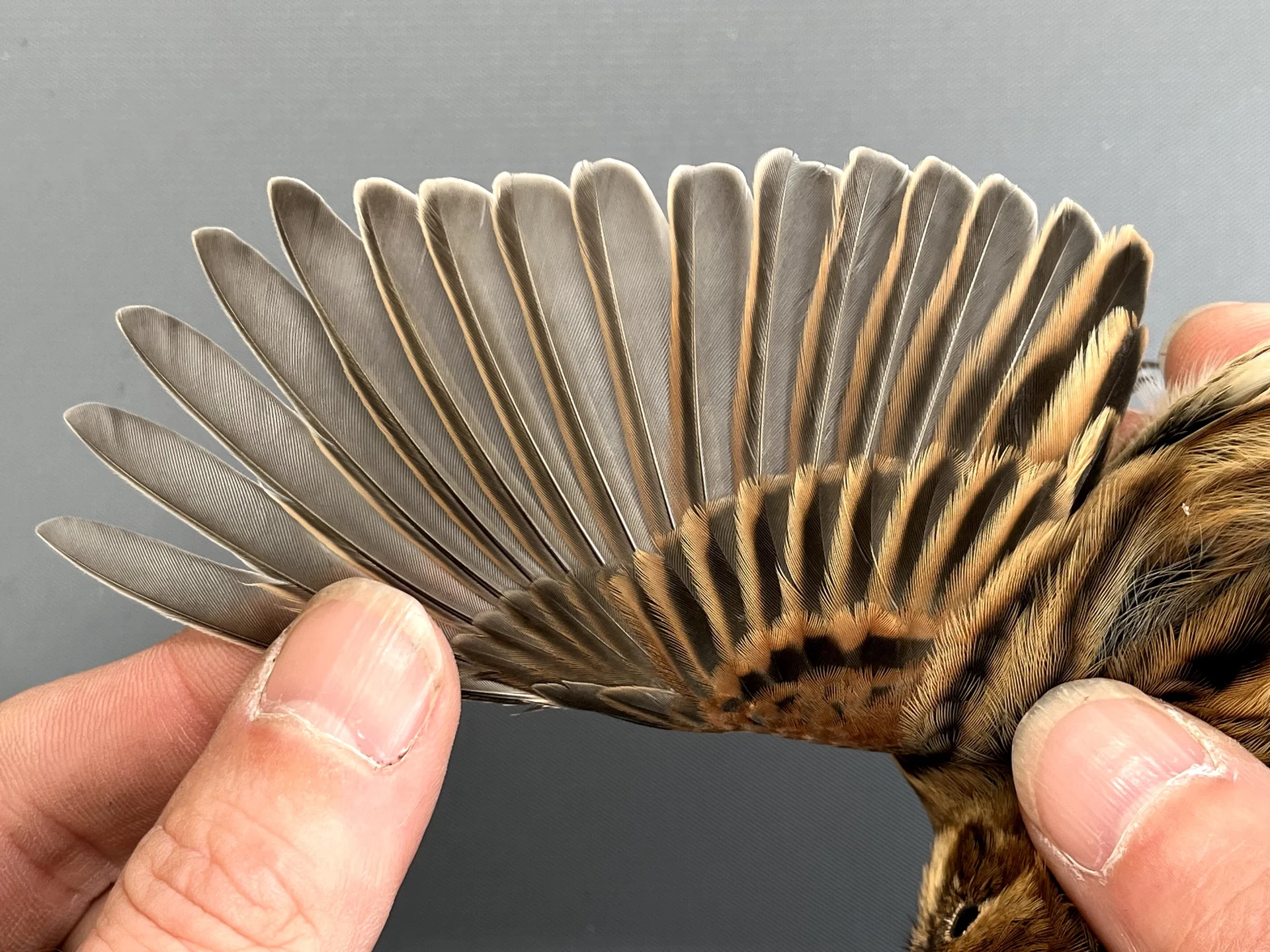 Vogelafbeelding
