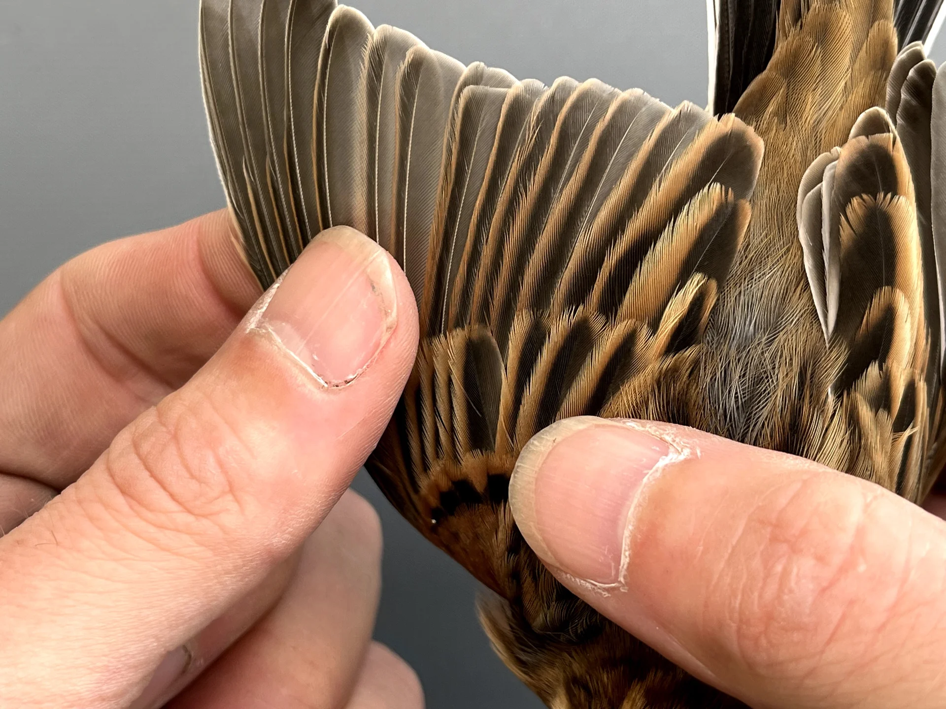 Vogelafbeelding