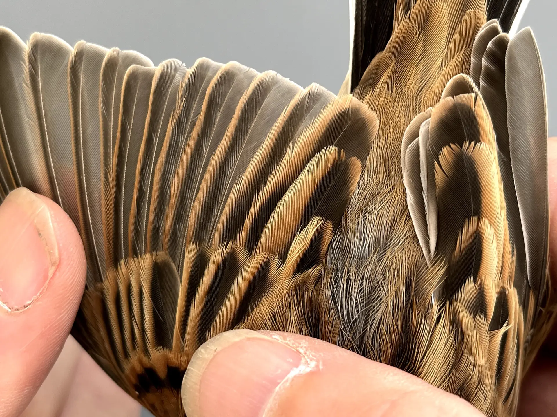 Vogelafbeelding