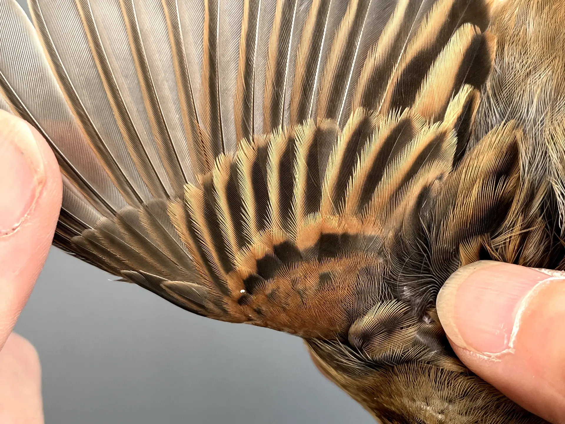 Vogelafbeelding