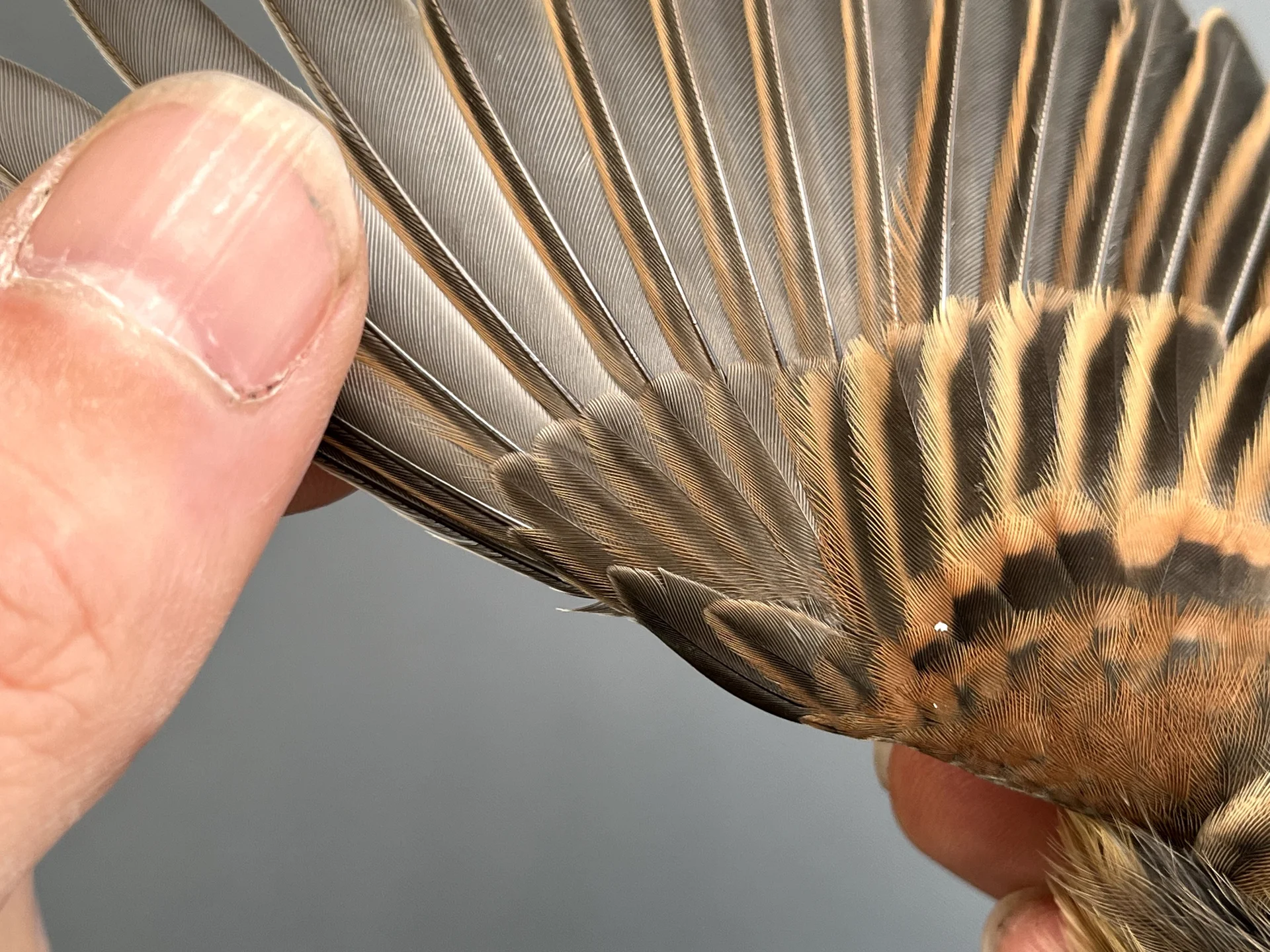 Vogelafbeelding