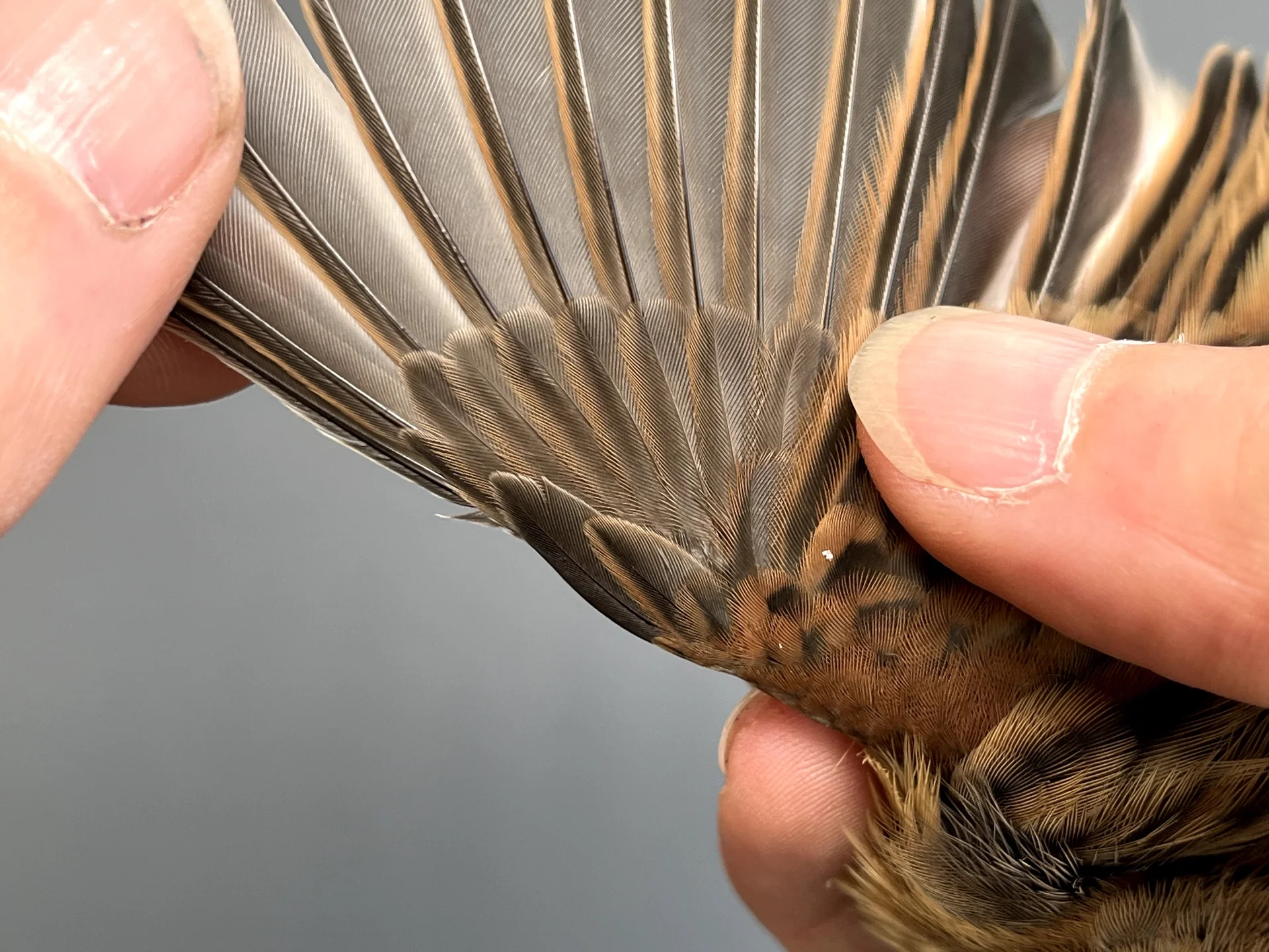 Vogelafbeelding
