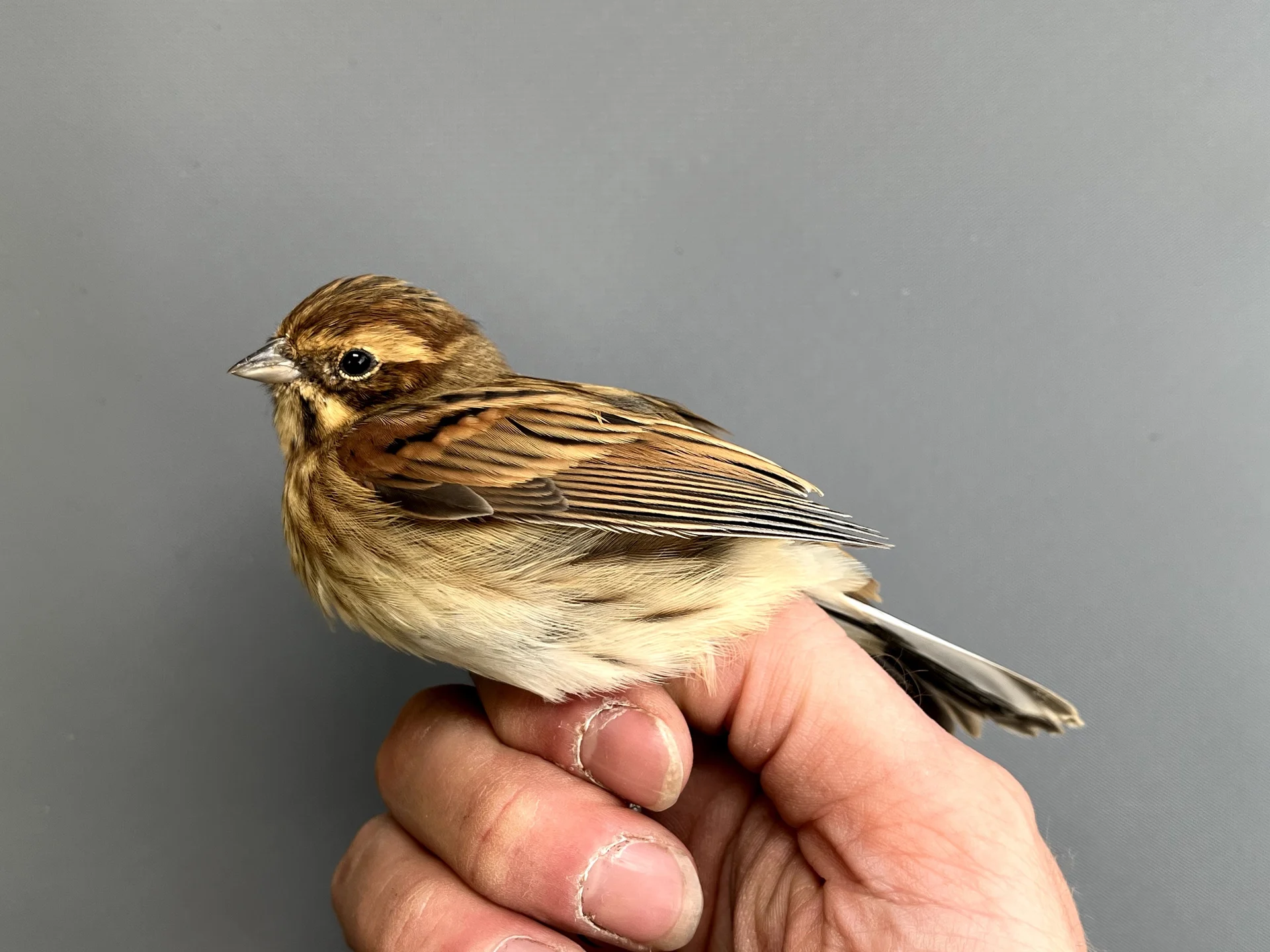 Vogelafbeelding