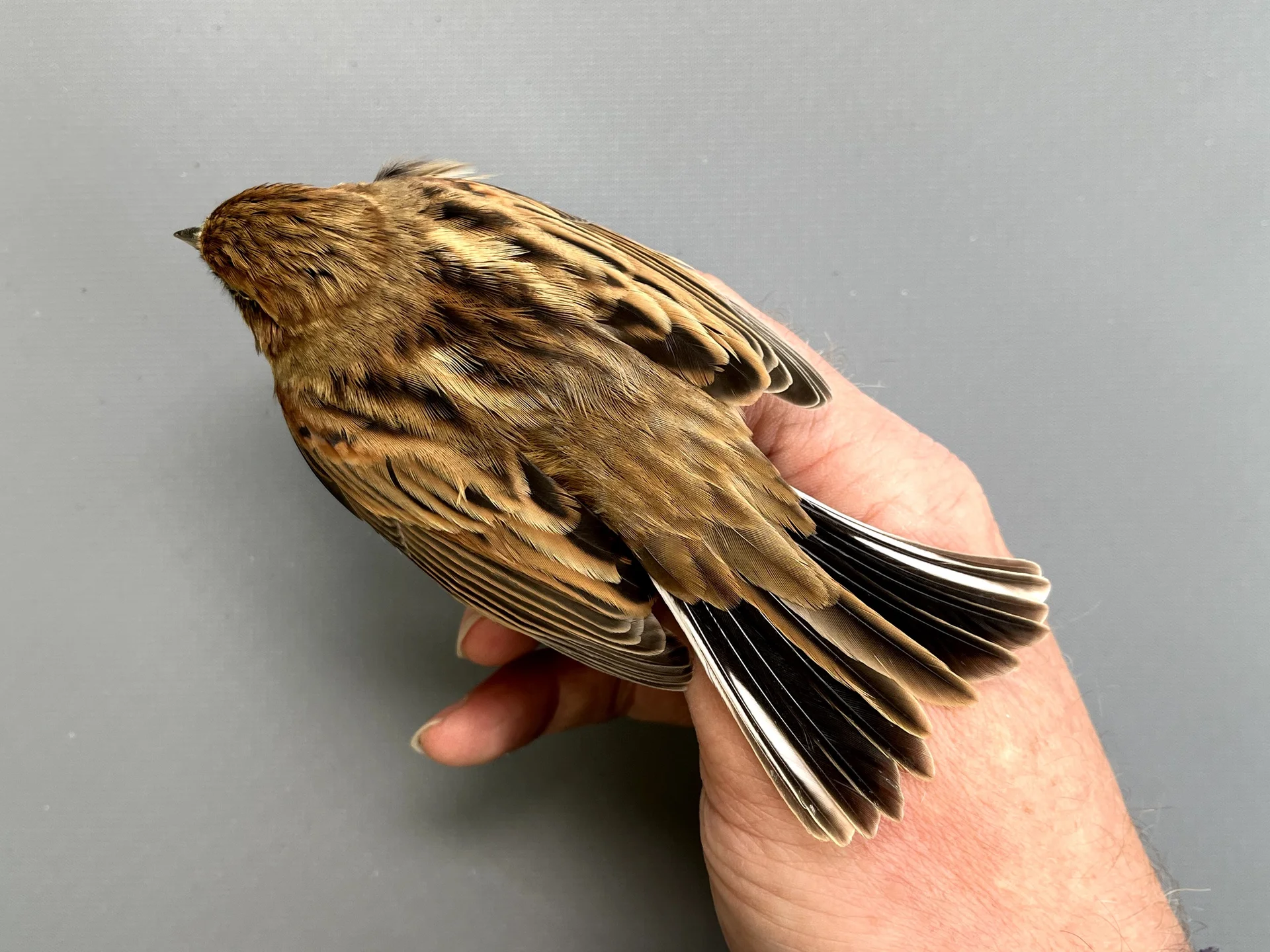 Vogelafbeelding