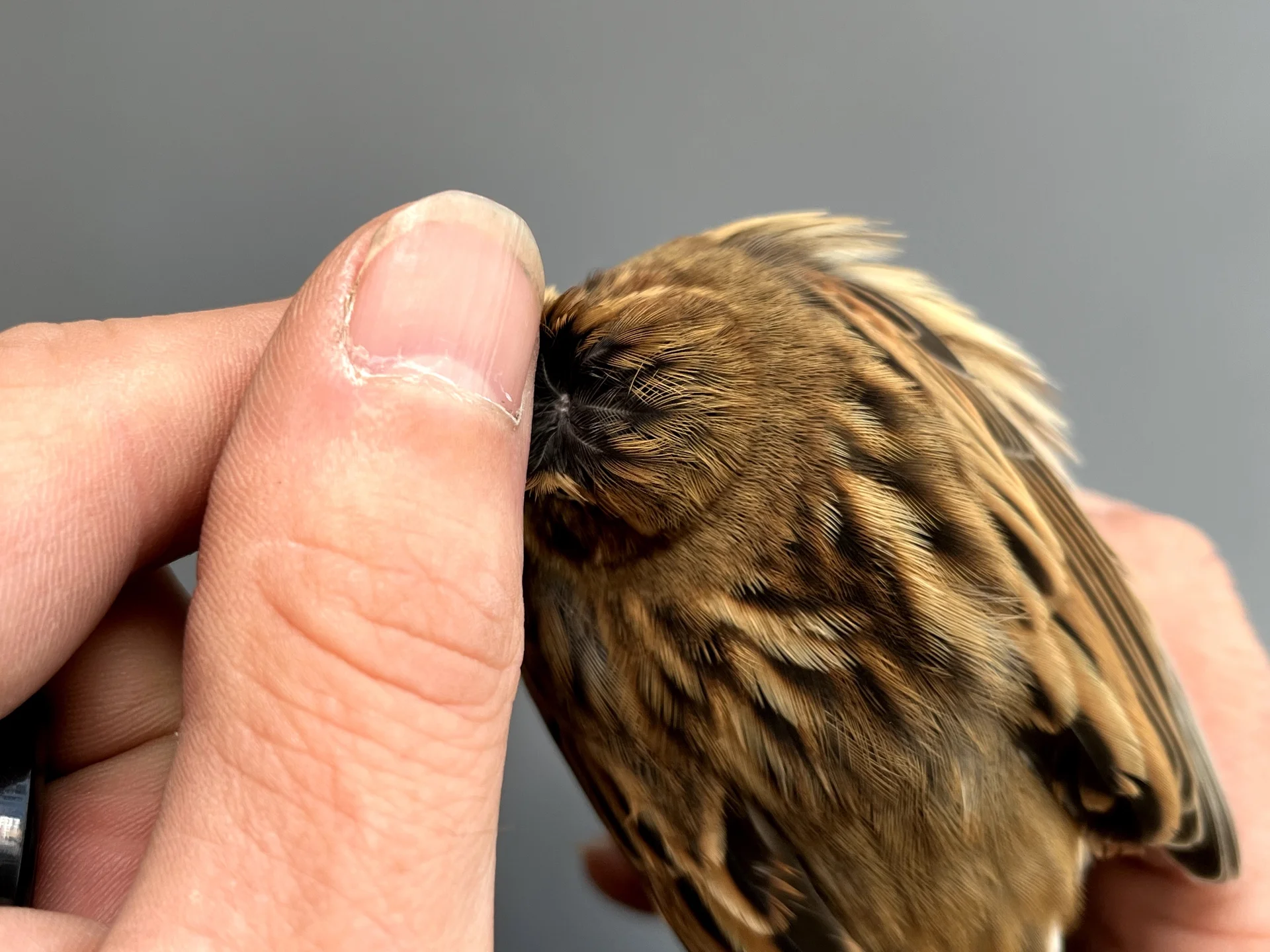 Vogelafbeelding