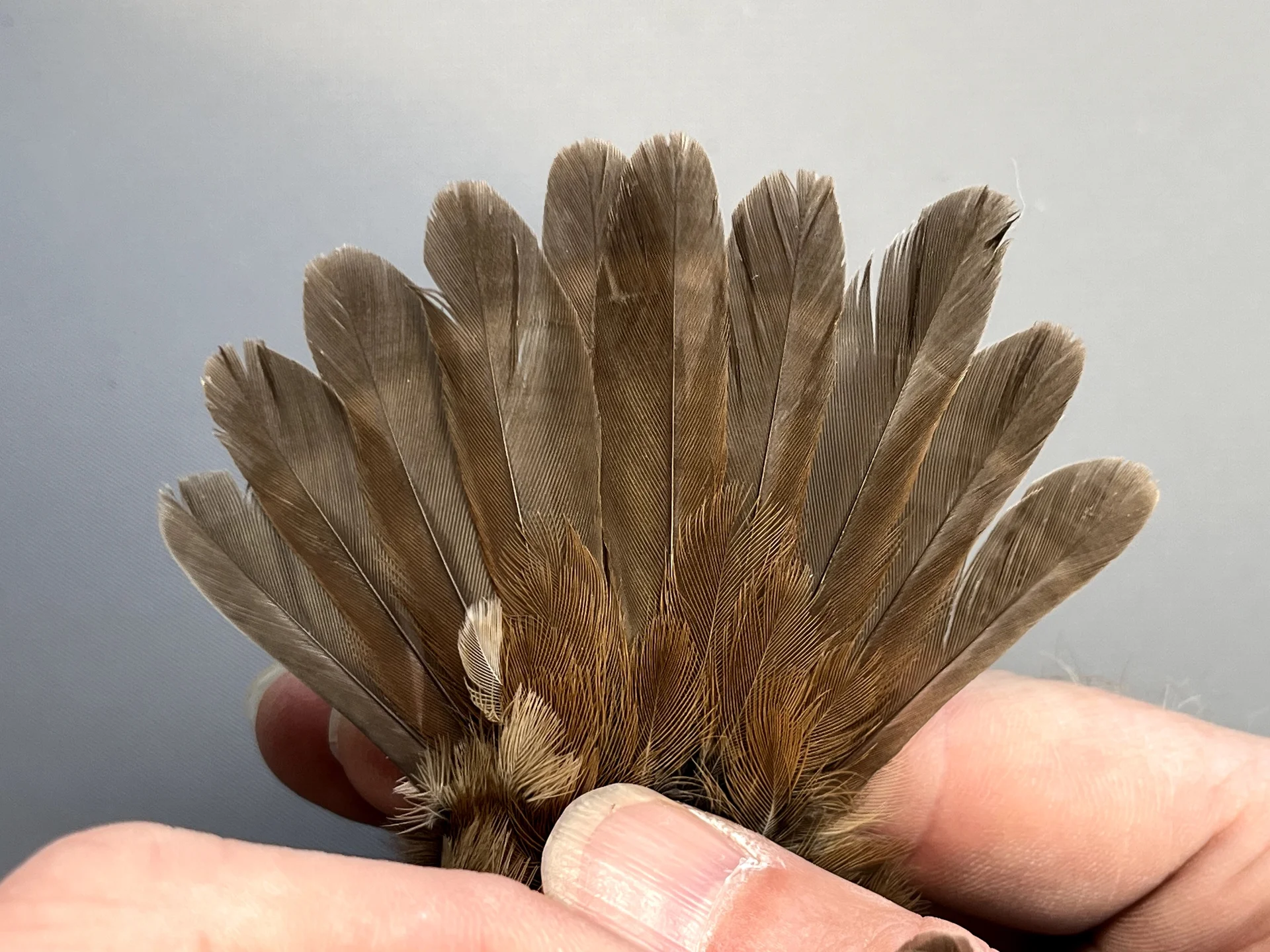 Vogelafbeelding