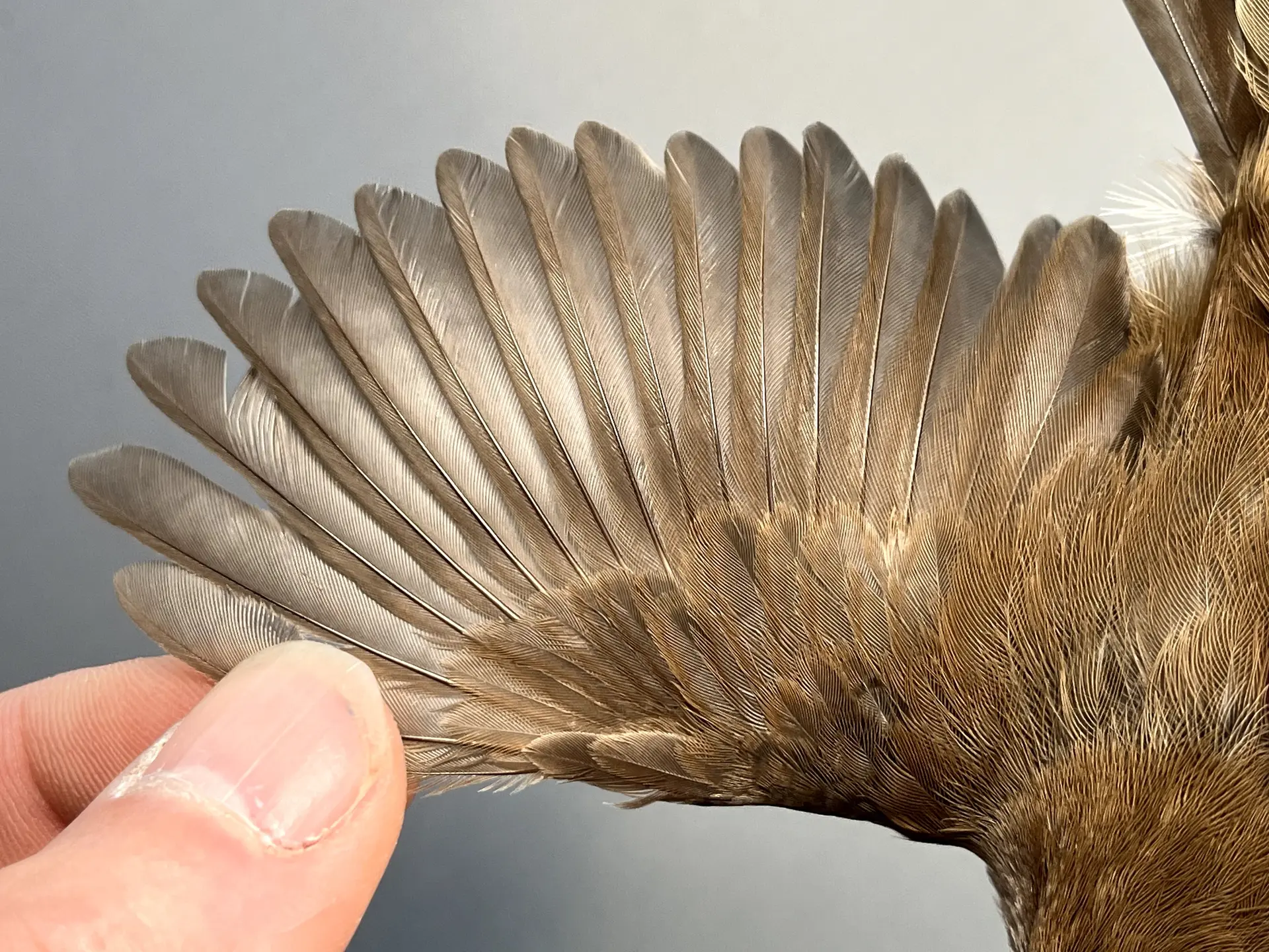 Vogelafbeelding