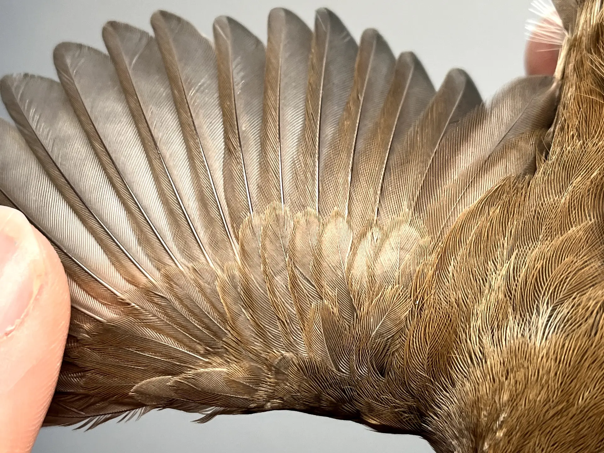 Vogelafbeelding