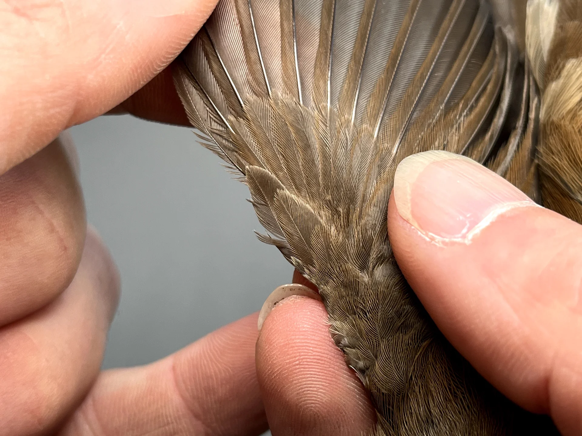 Vogelafbeelding