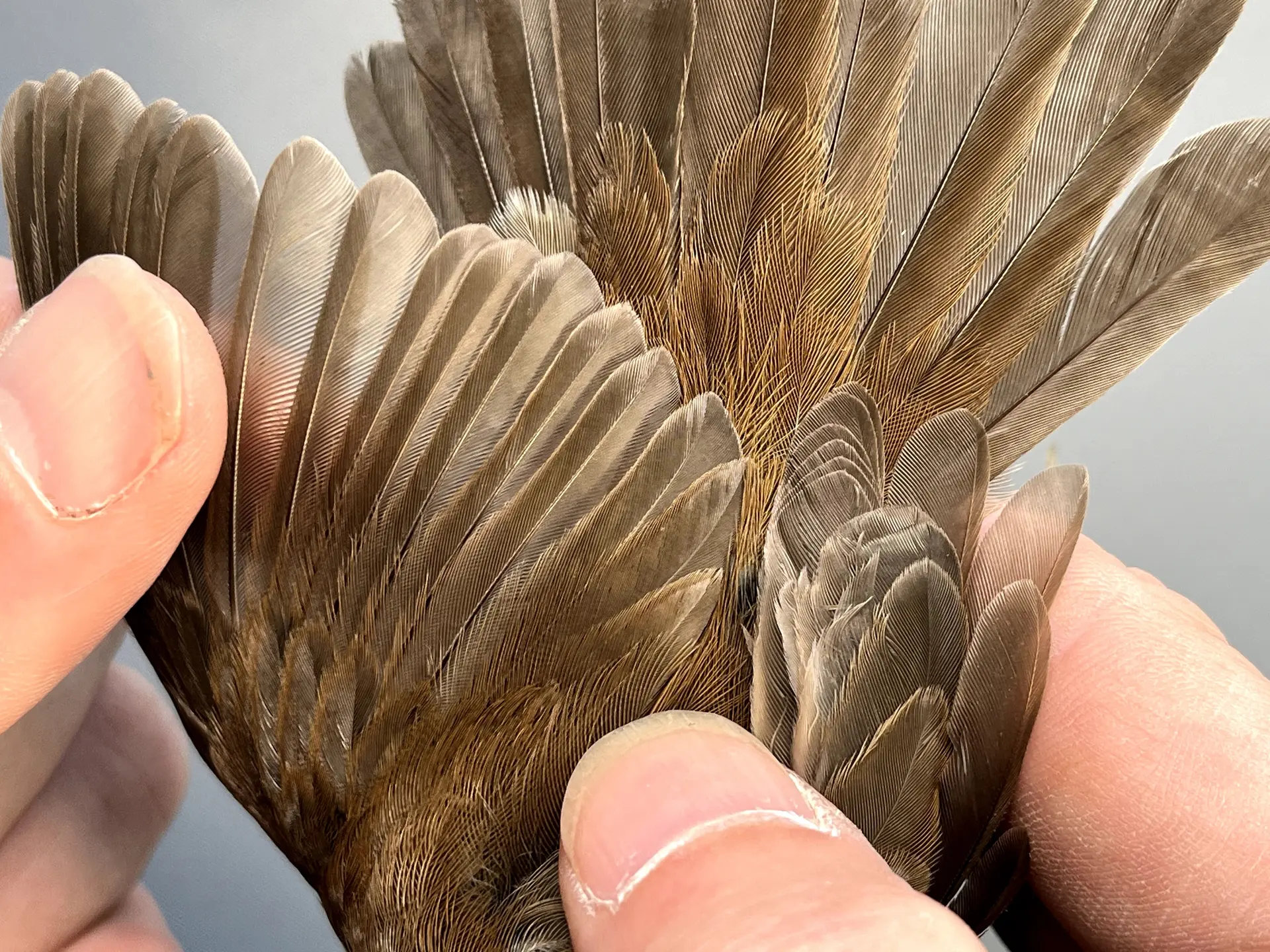 Vogelafbeelding