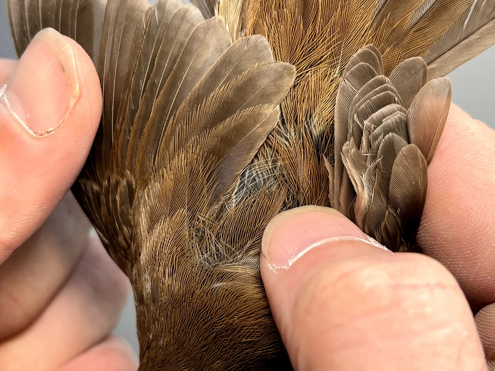 Vogelafbeelding