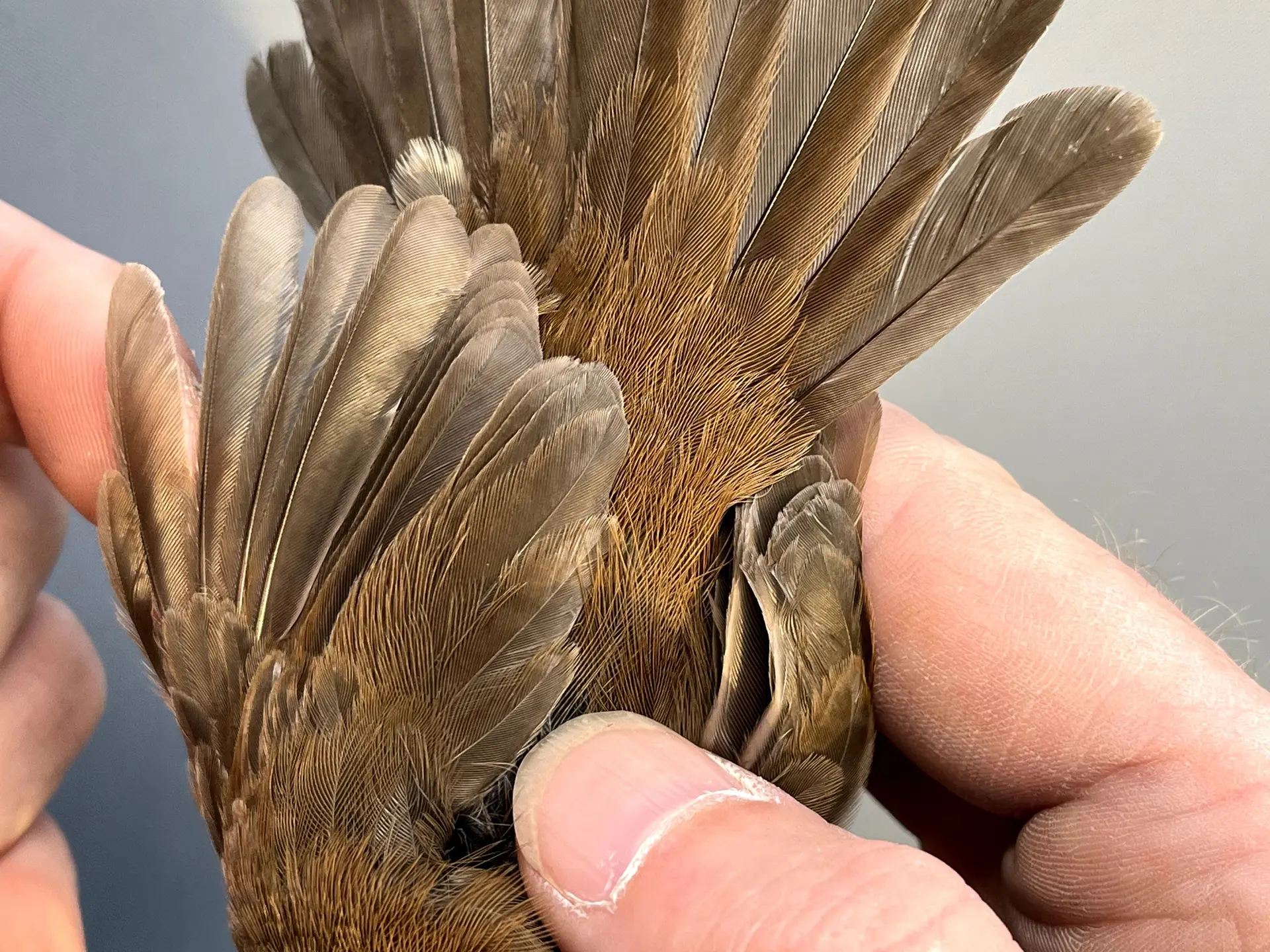 Vogelafbeelding