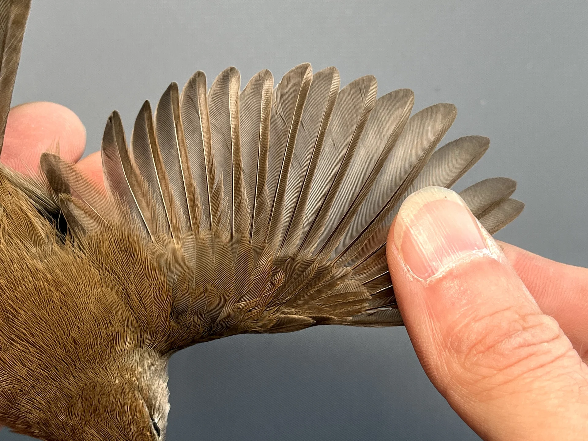 Vogelafbeelding