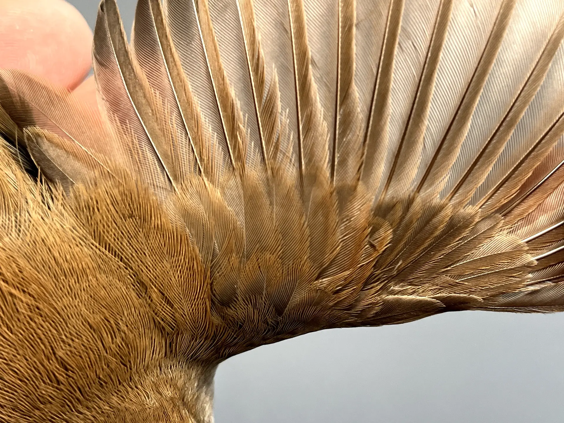 Vogelafbeelding