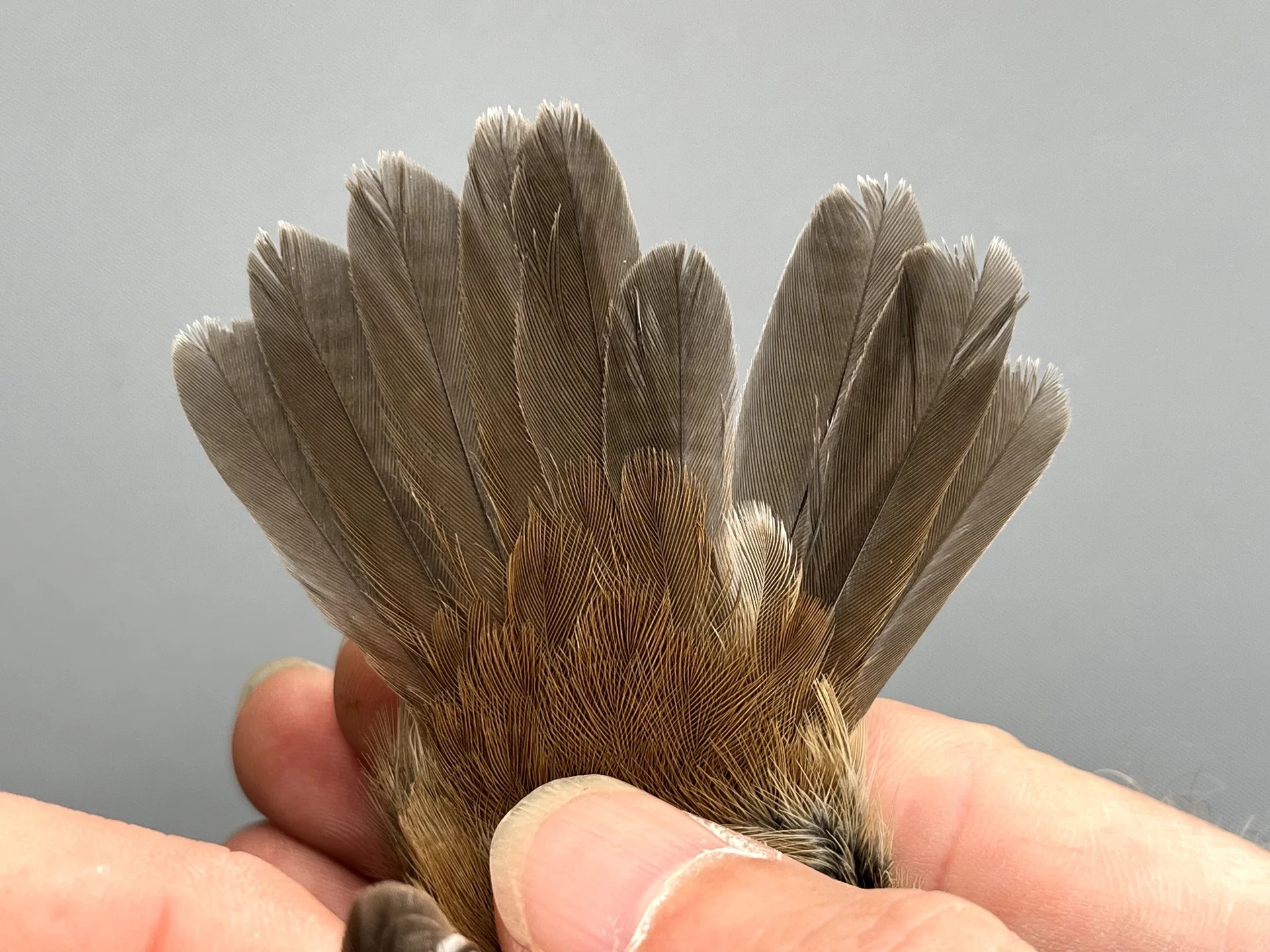 Cetti's Zanger - Cettia cetti