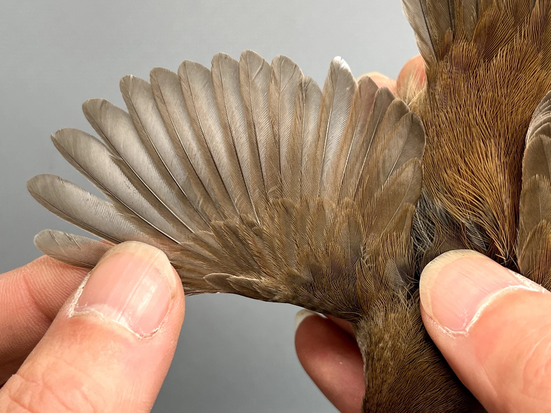 Vogelafbeelding
