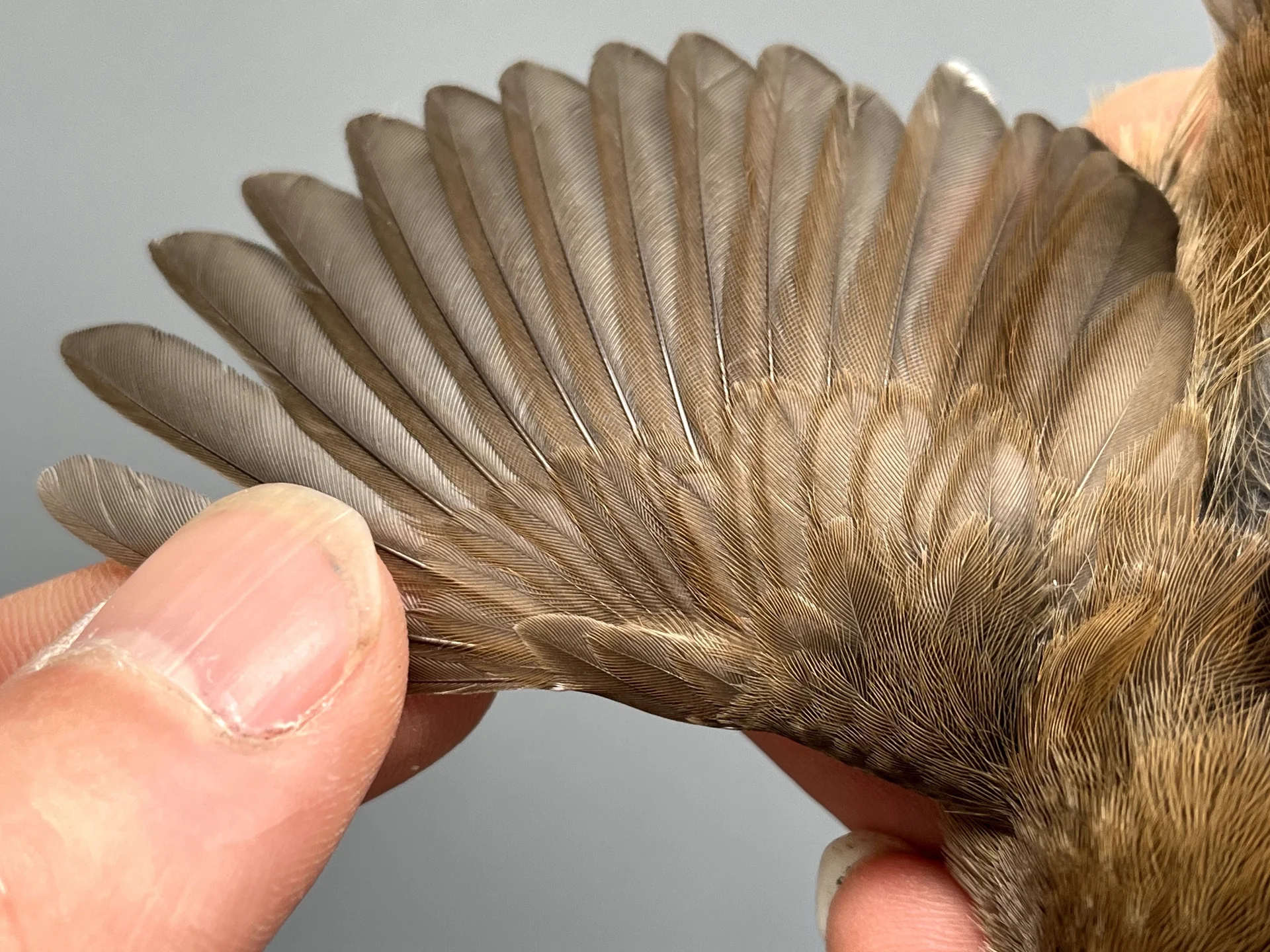 Vogelafbeelding