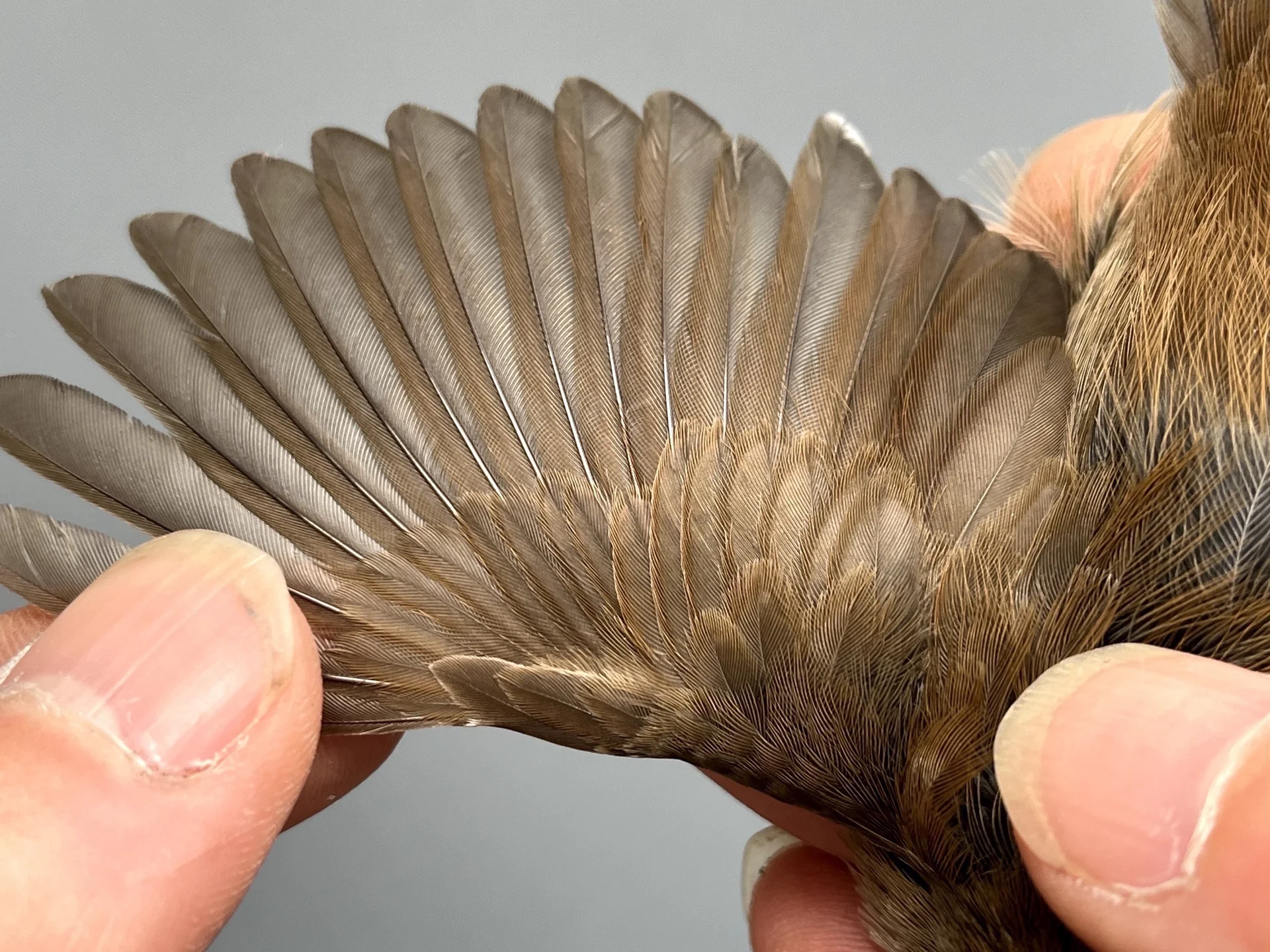 Vogelafbeelding