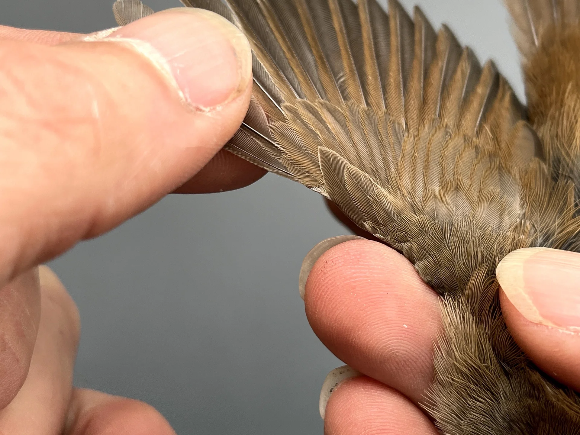 Vogelafbeelding