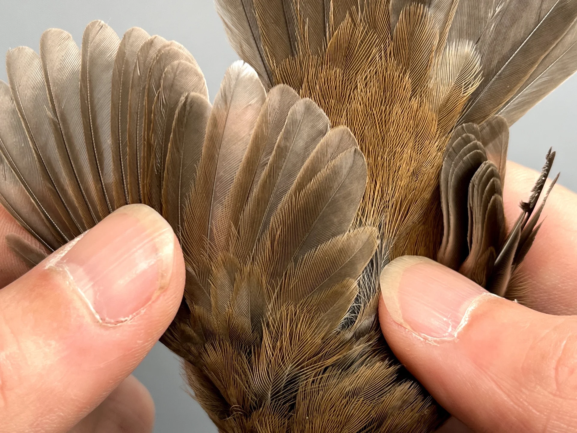 Vogelafbeelding