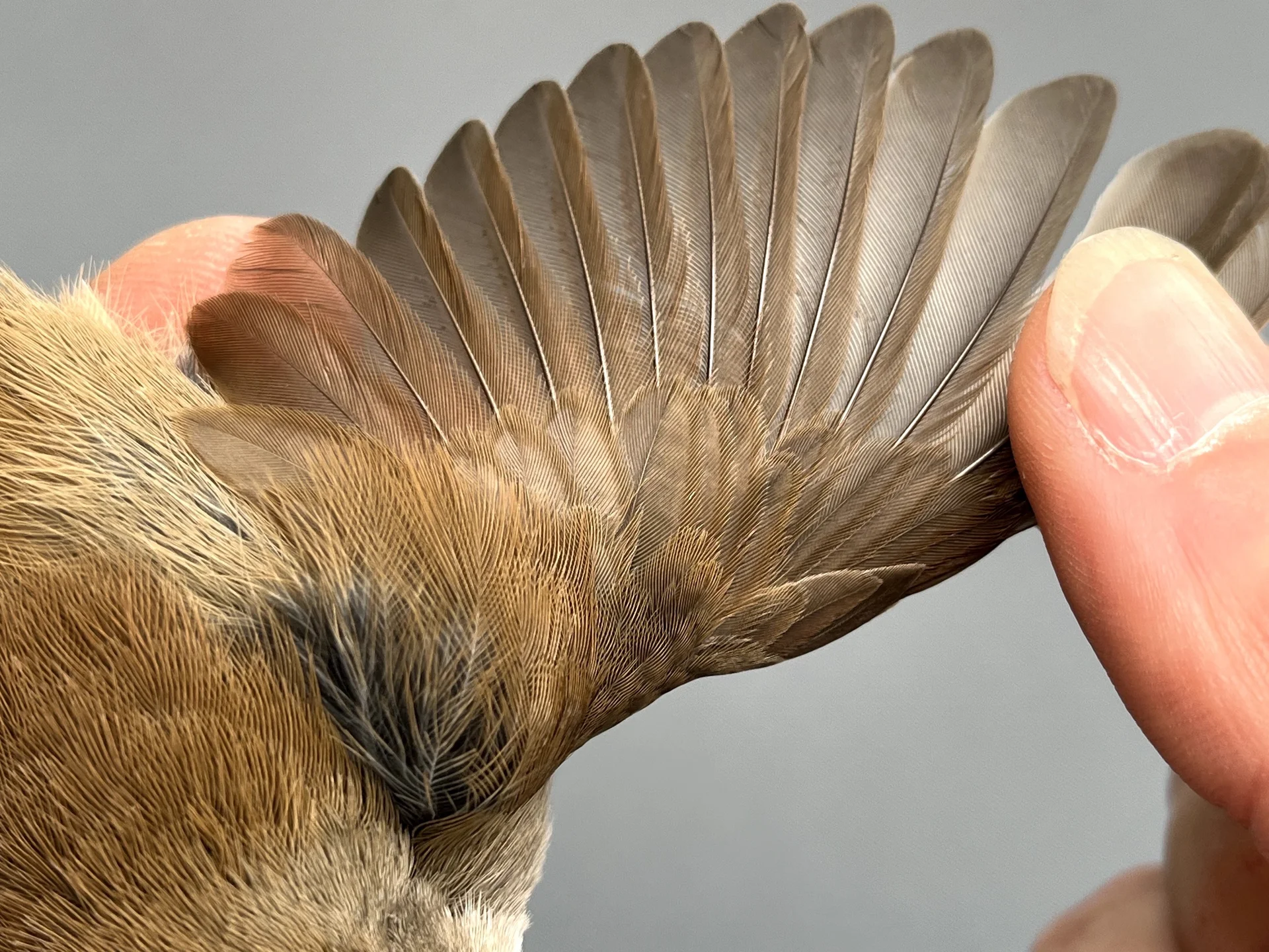 Vogelafbeelding