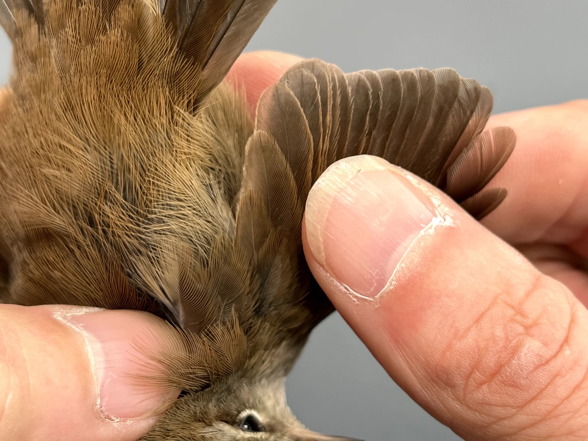 Vogelafbeelding