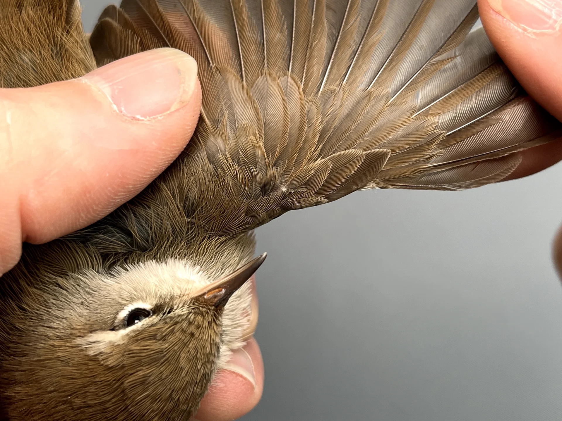Vogelafbeelding