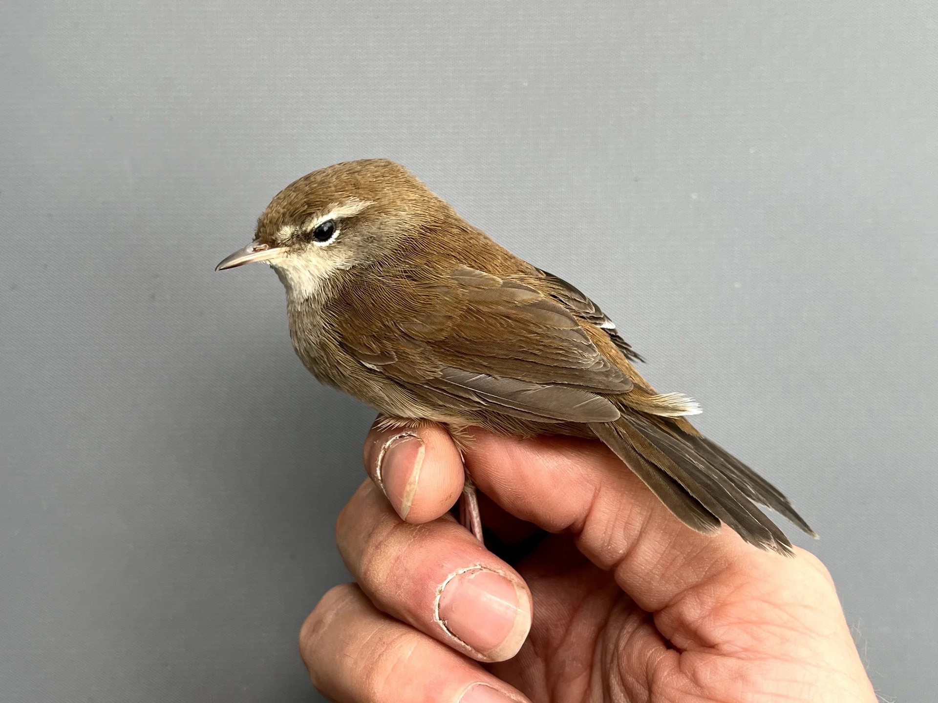 Vogelafbeelding