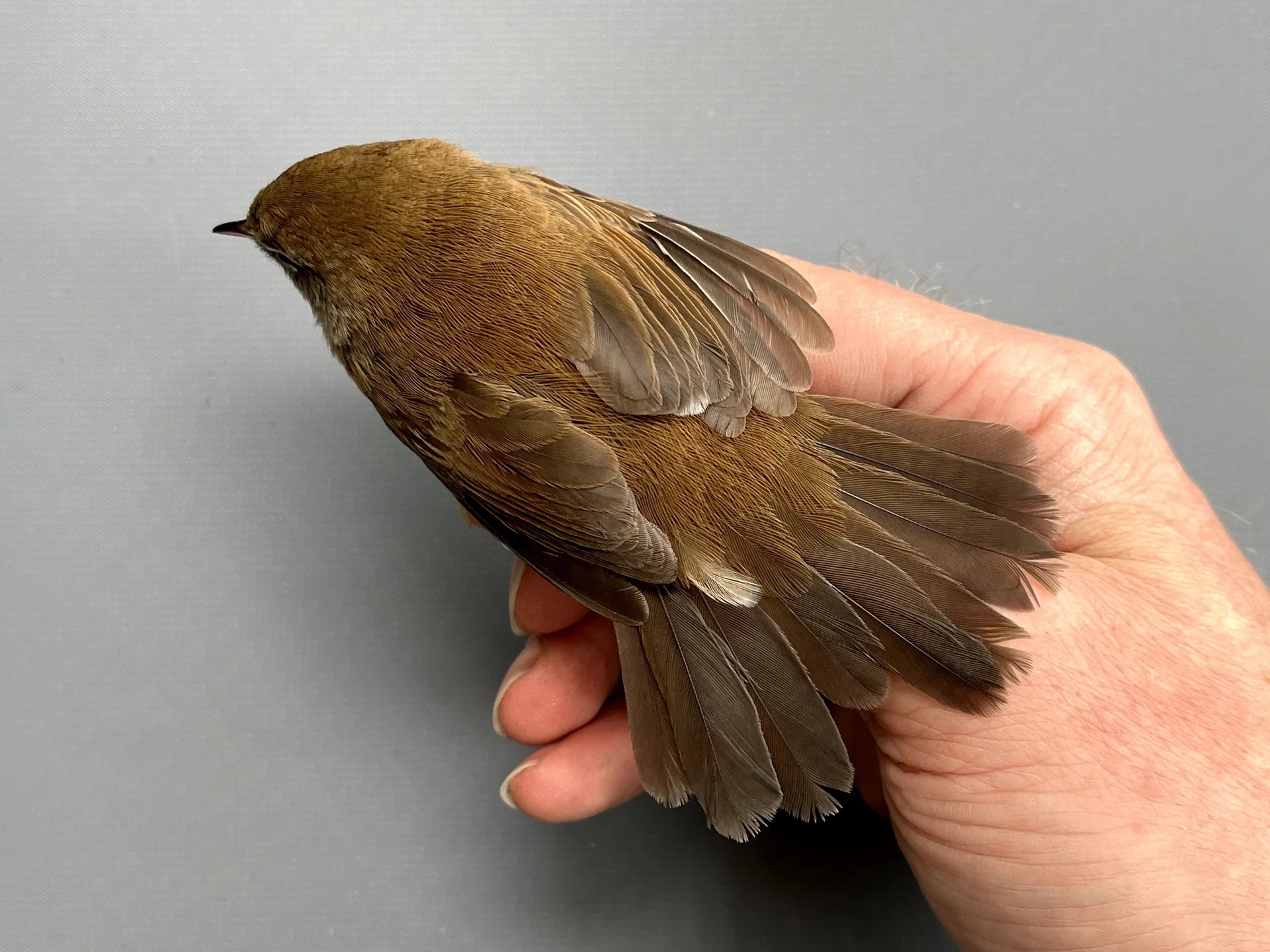 Vogelafbeelding