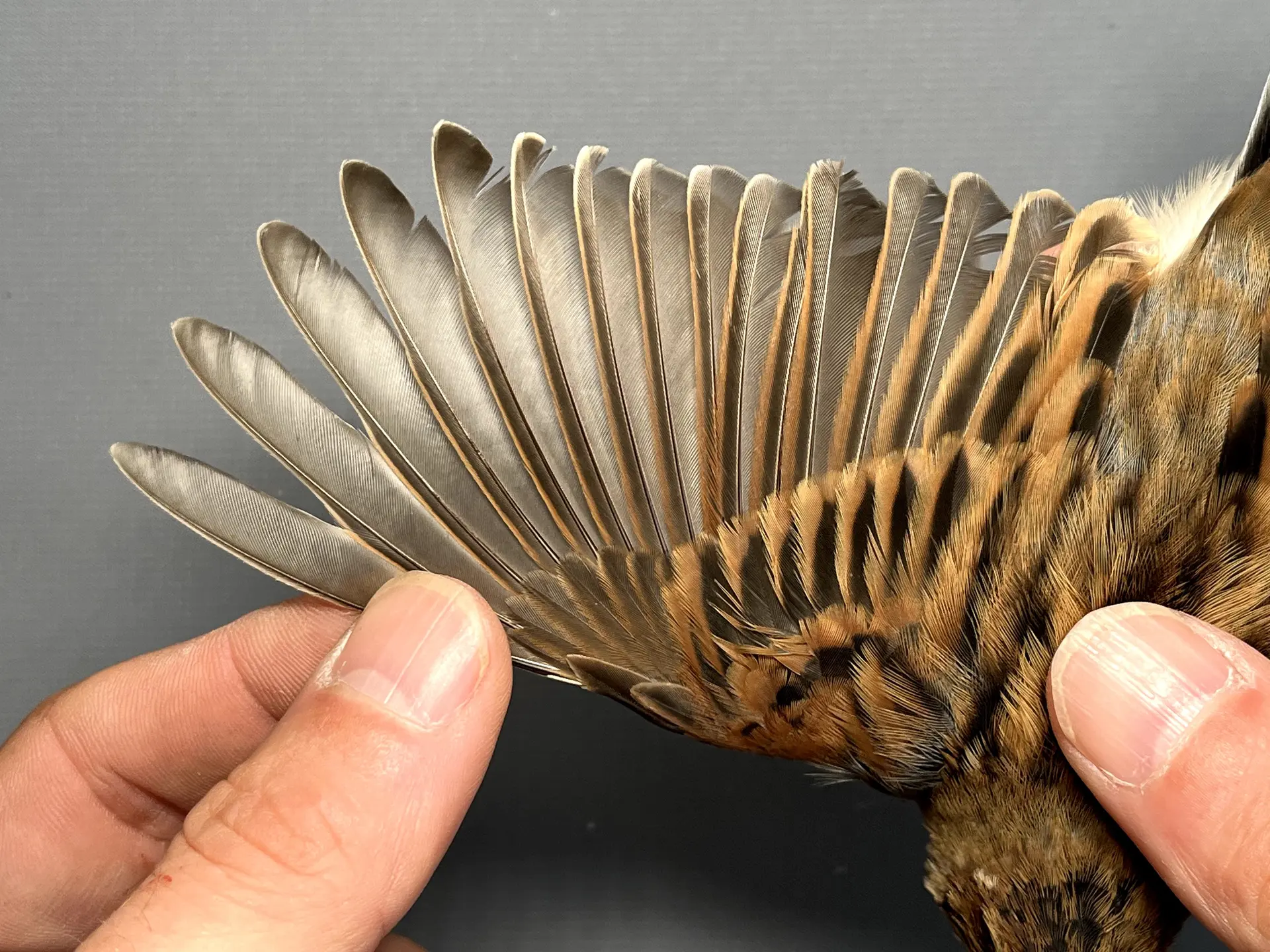 Vogelafbeelding