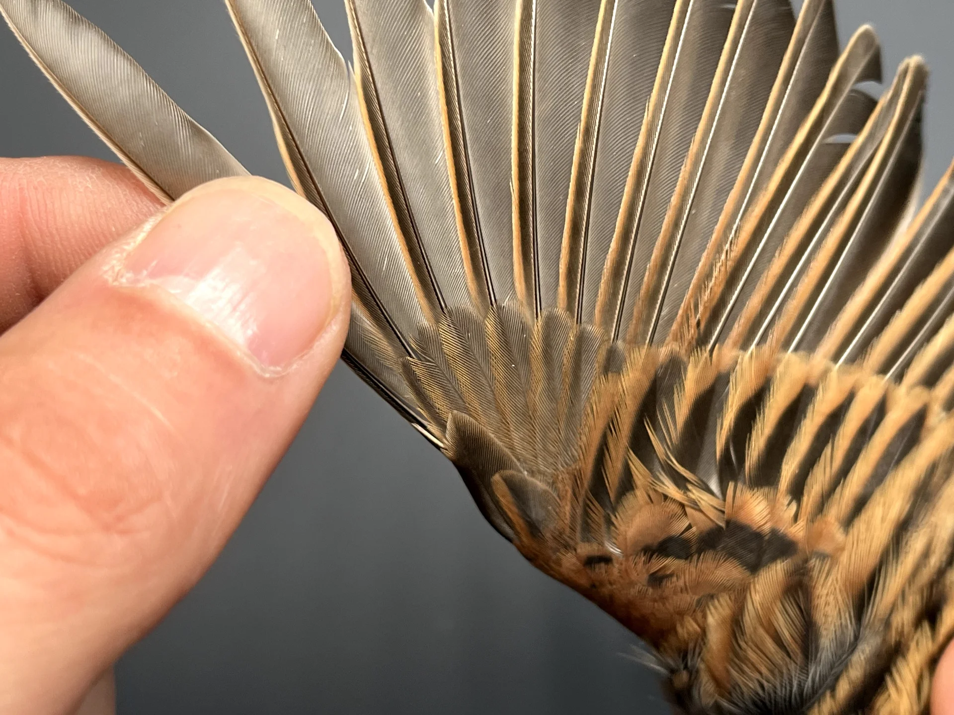Vogelafbeelding