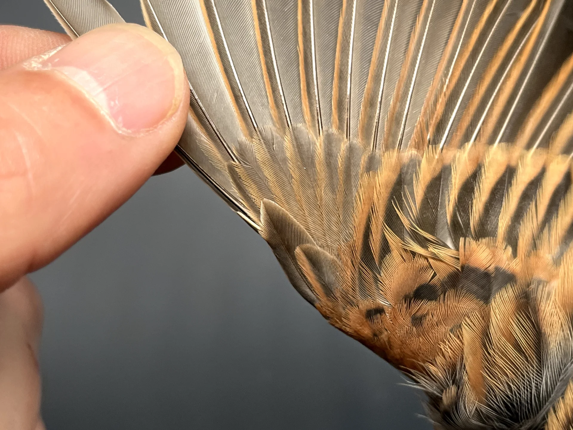 Vogelafbeelding