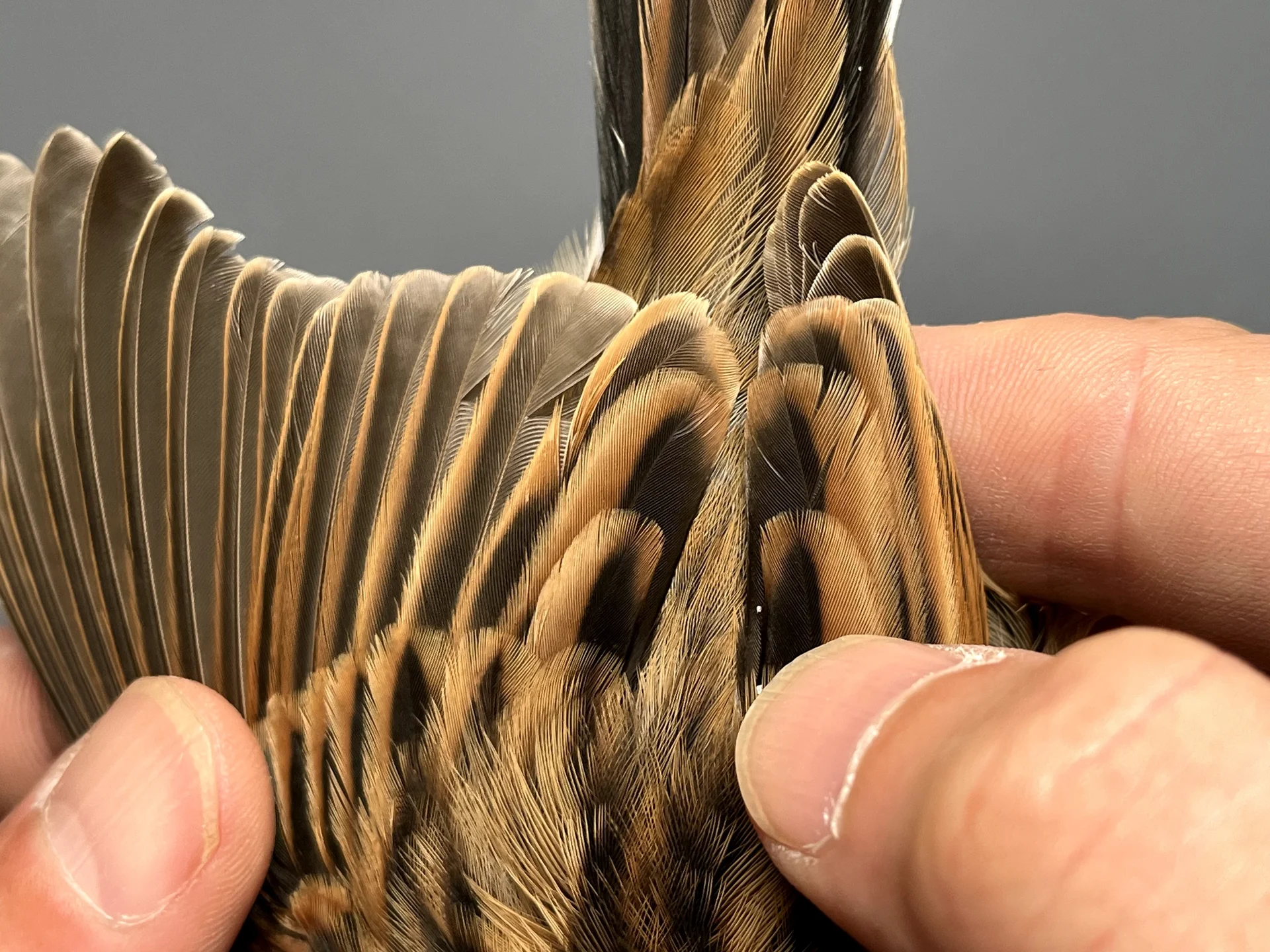 Vogelafbeelding