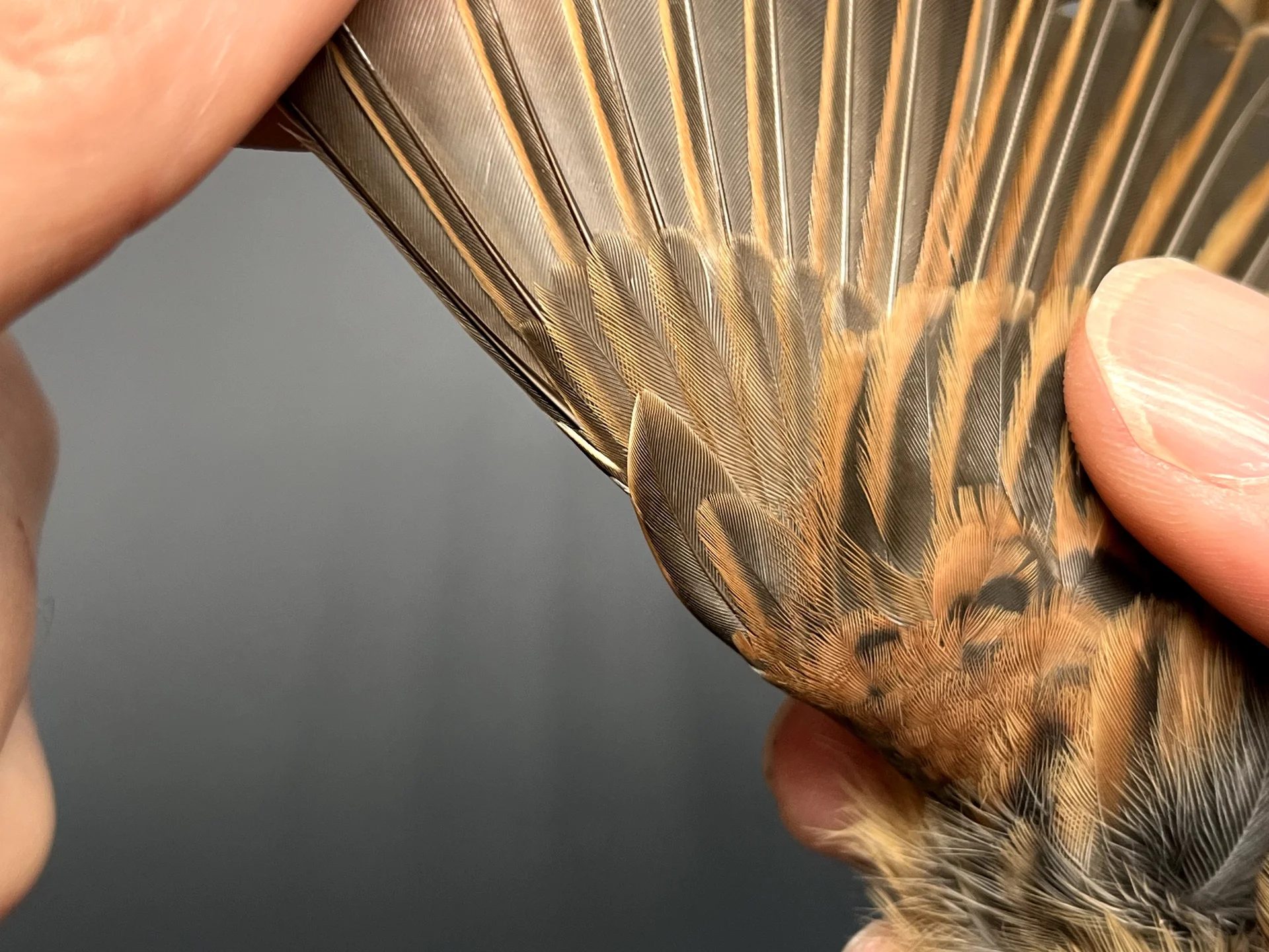 Vogelafbeelding