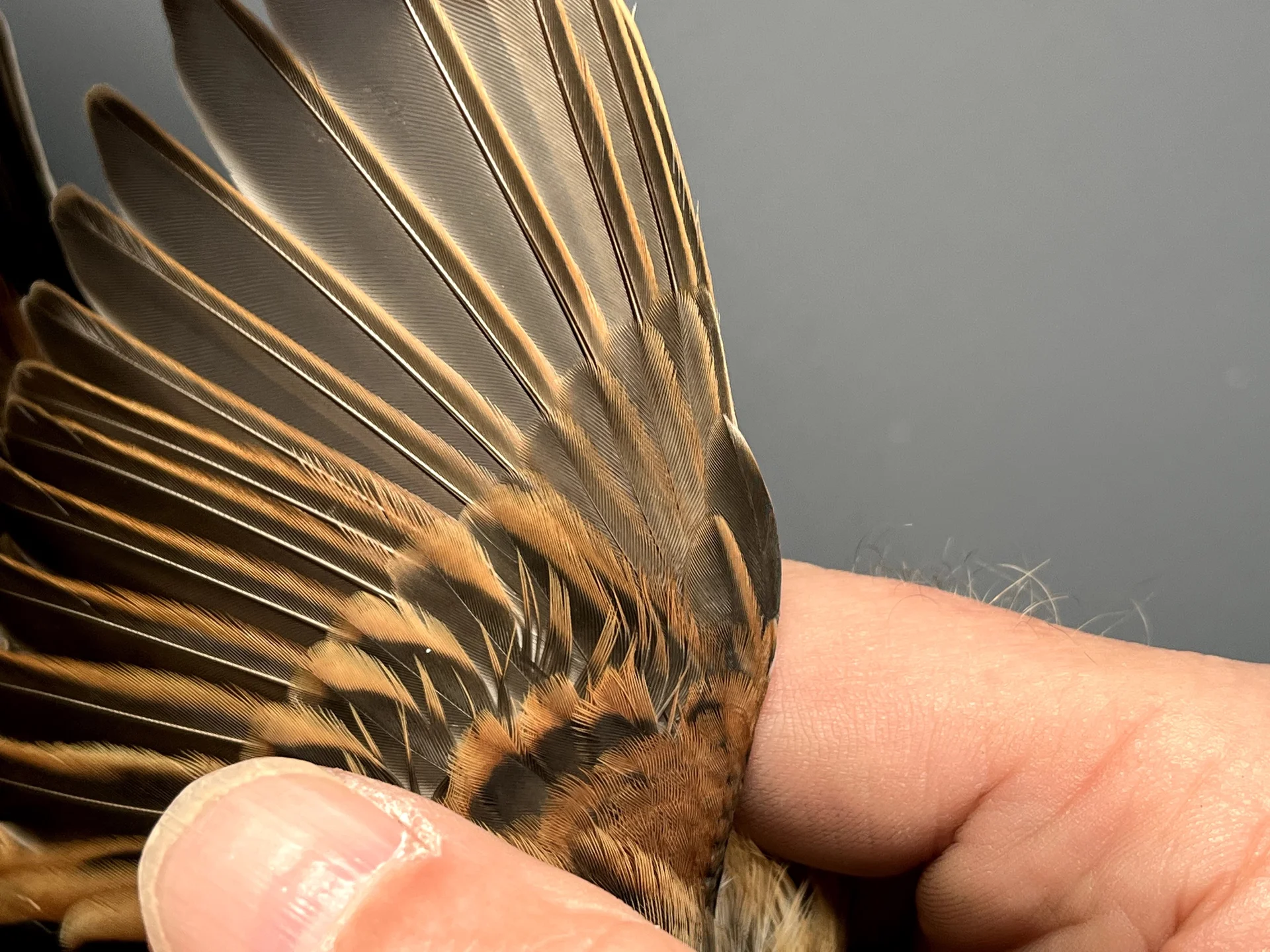 Vogelafbeelding